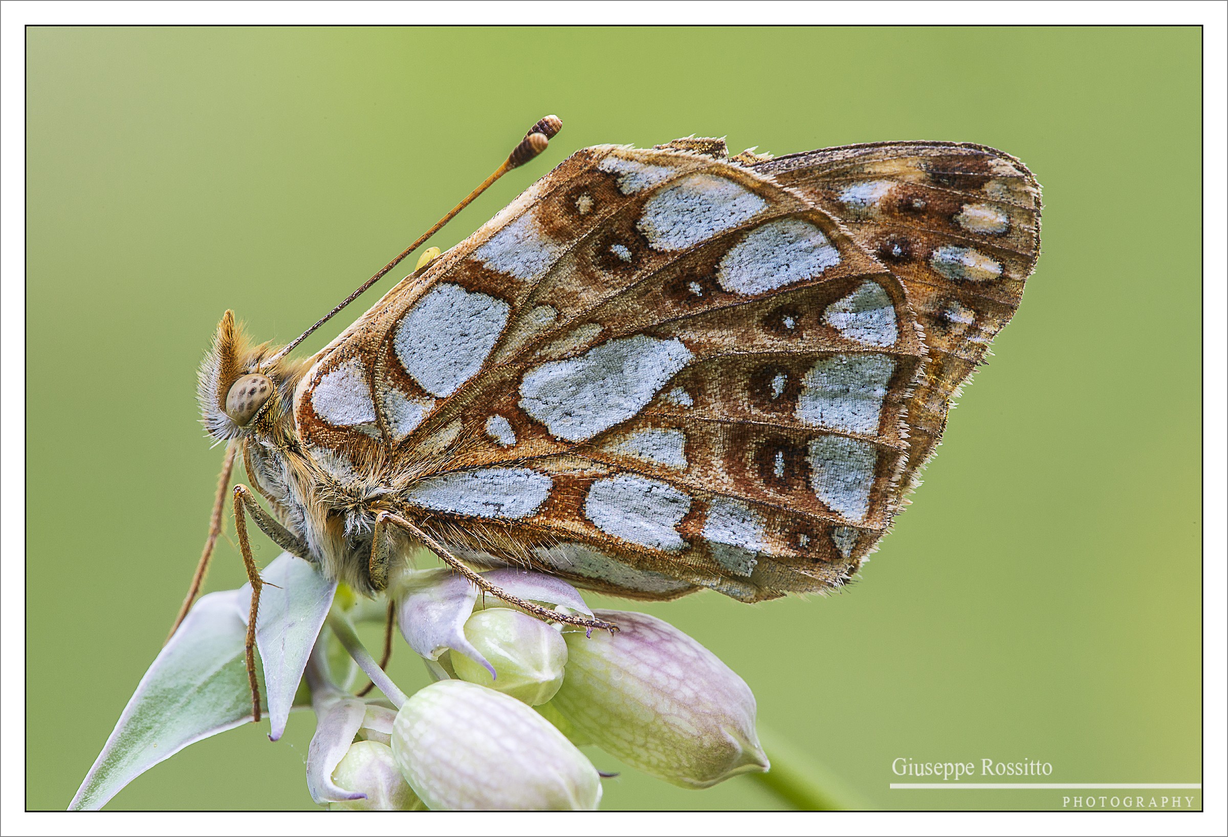 Issoria (Issoria) lathonia (Linnaeus 1758)