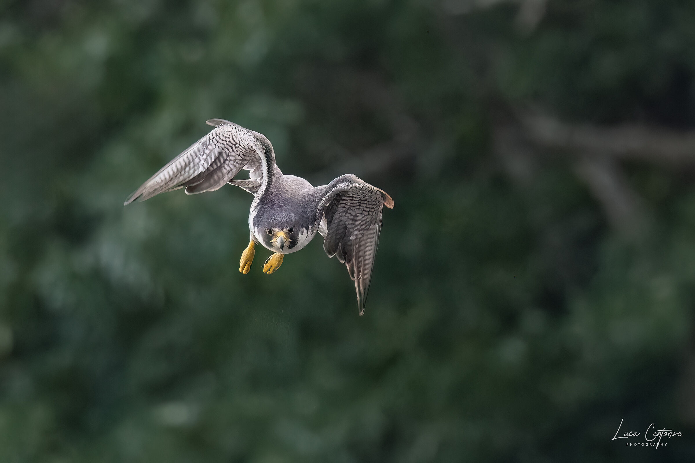 Falco Pellegrino (Falco peregrinus)
