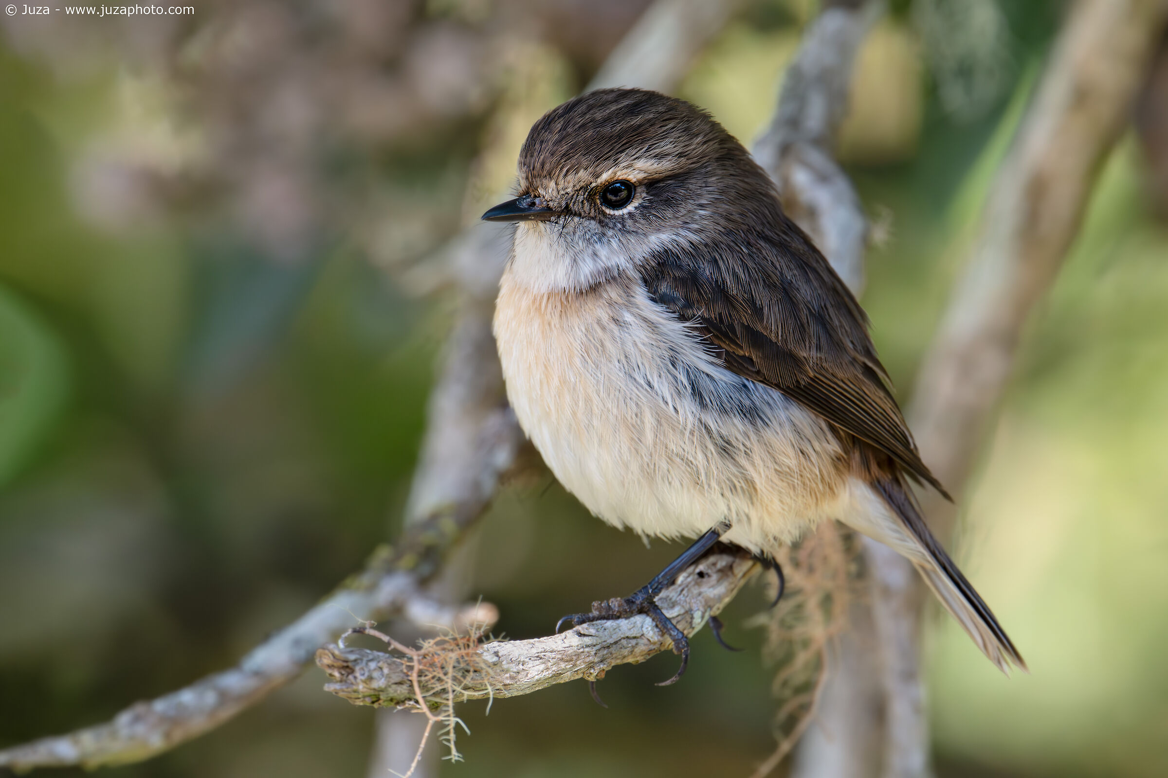 Saltimpalo di Reunion (Saxicola tectes)