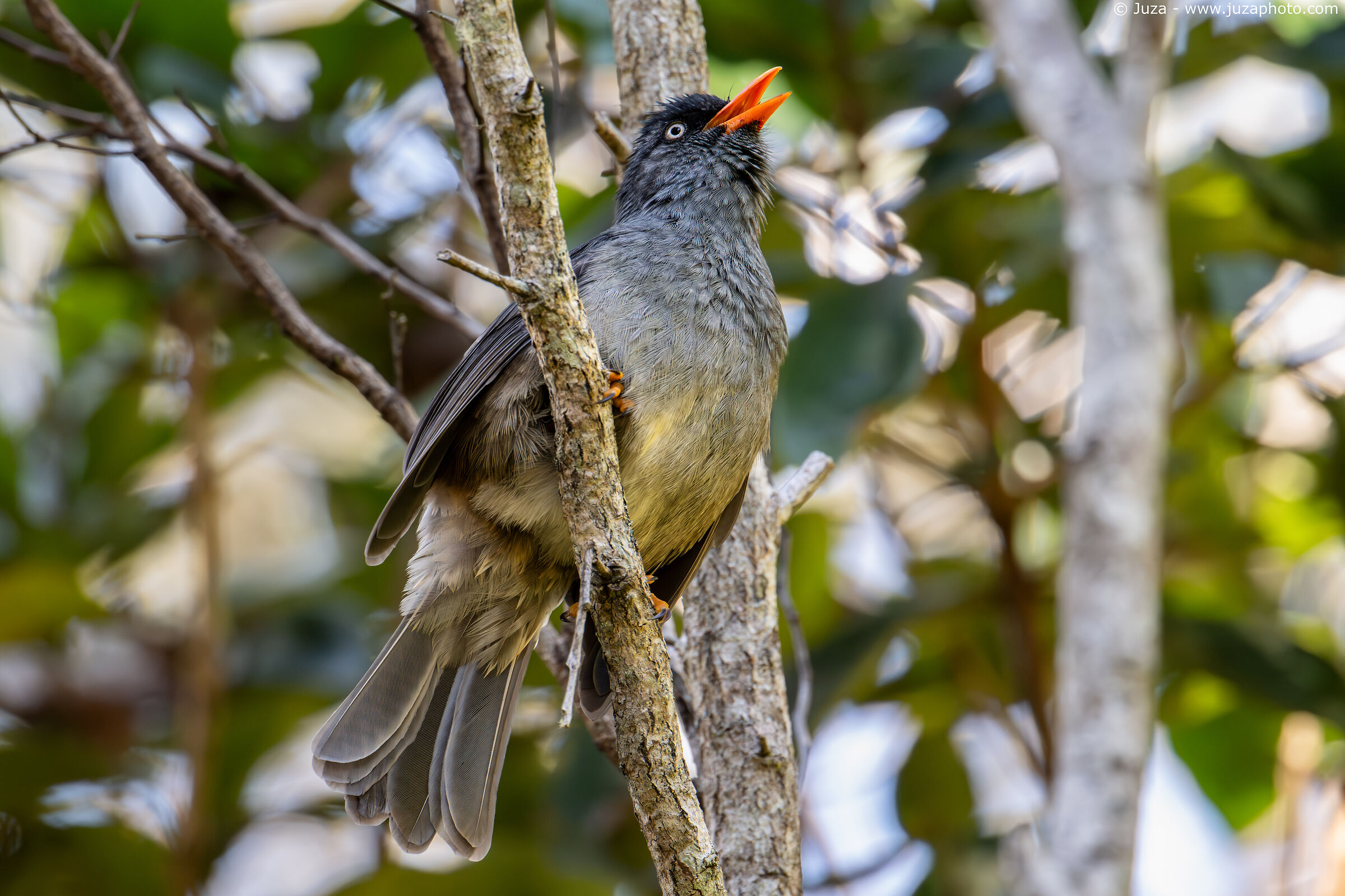Reunion bulbul (Hypsipetes borbonicus)