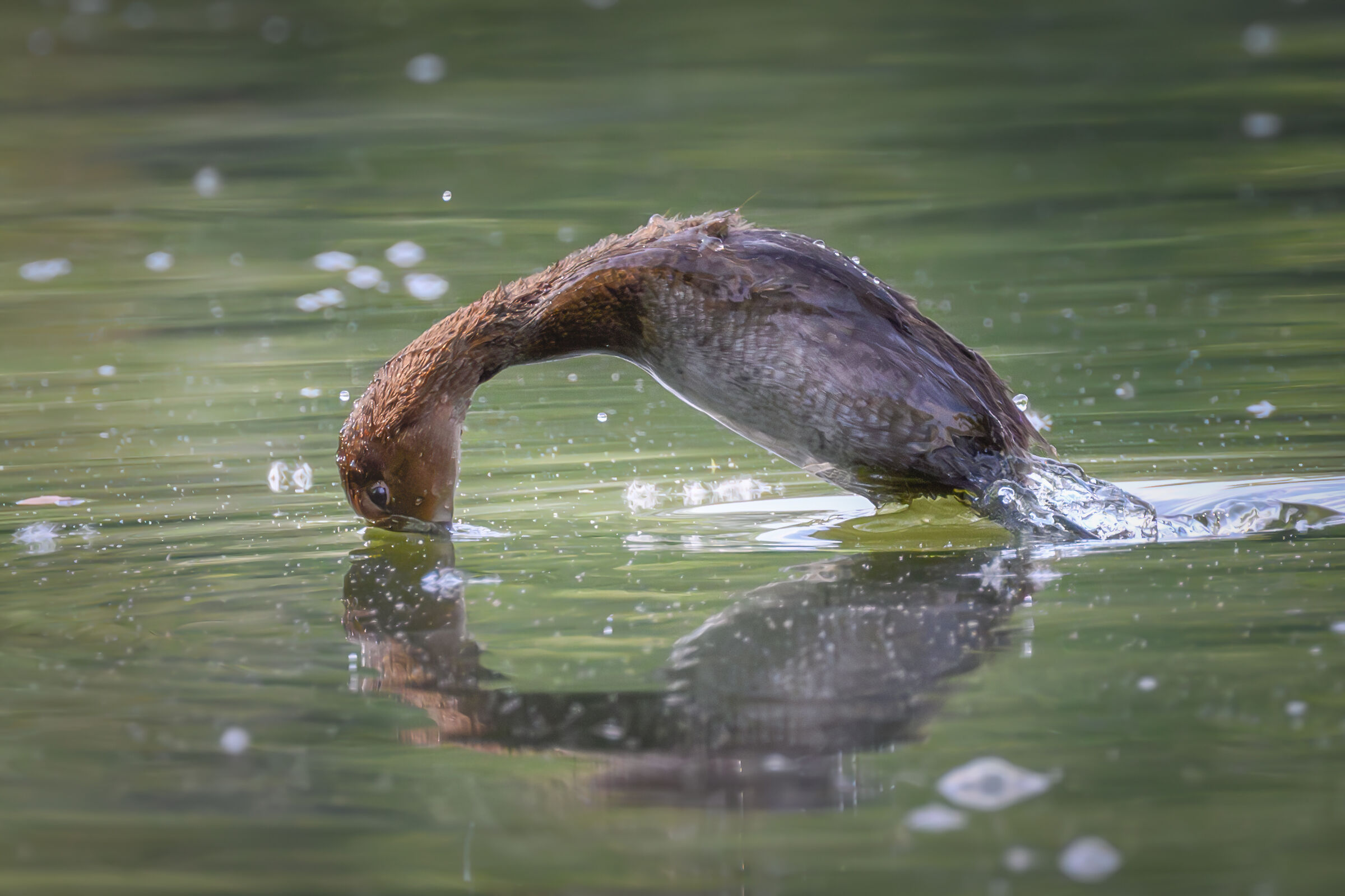 Young Pochards