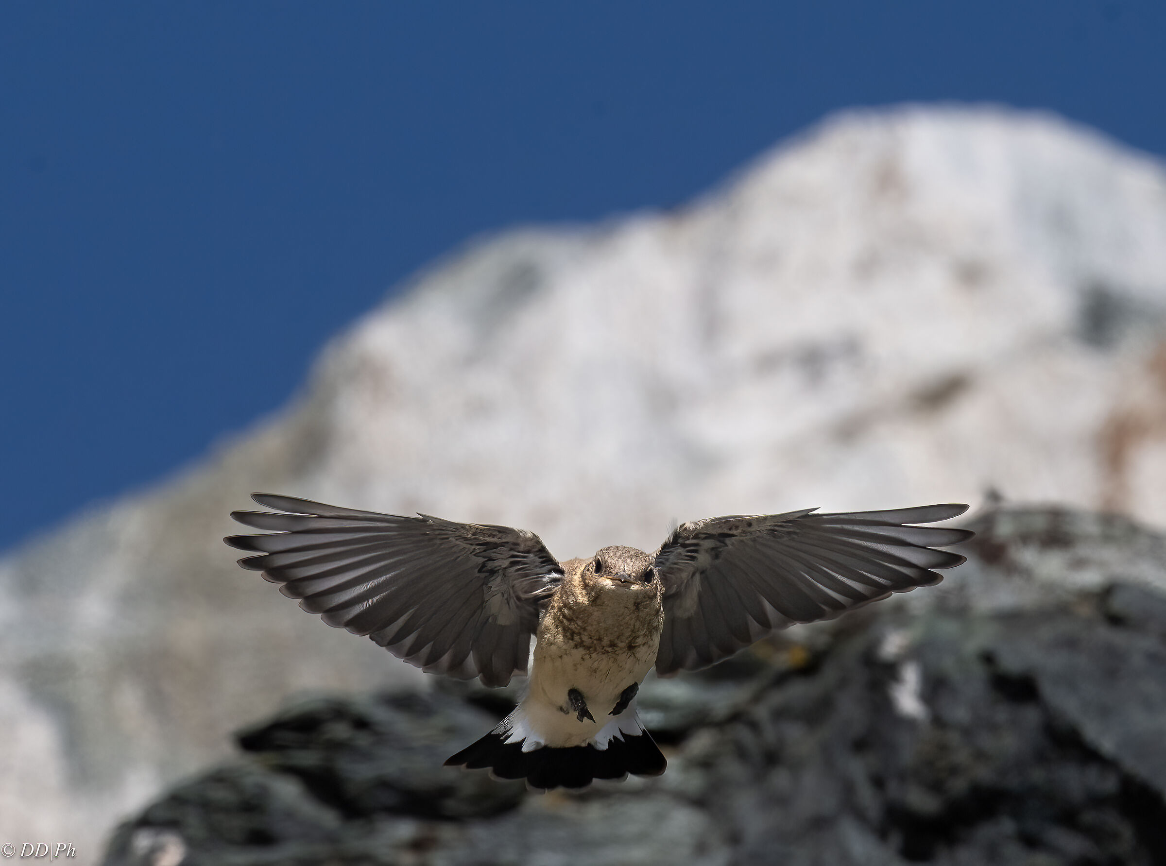 Northern wheatear
