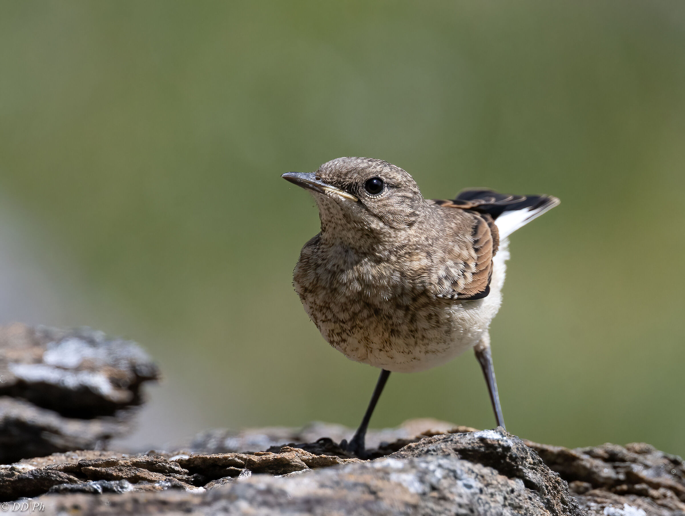 Northern wheatear