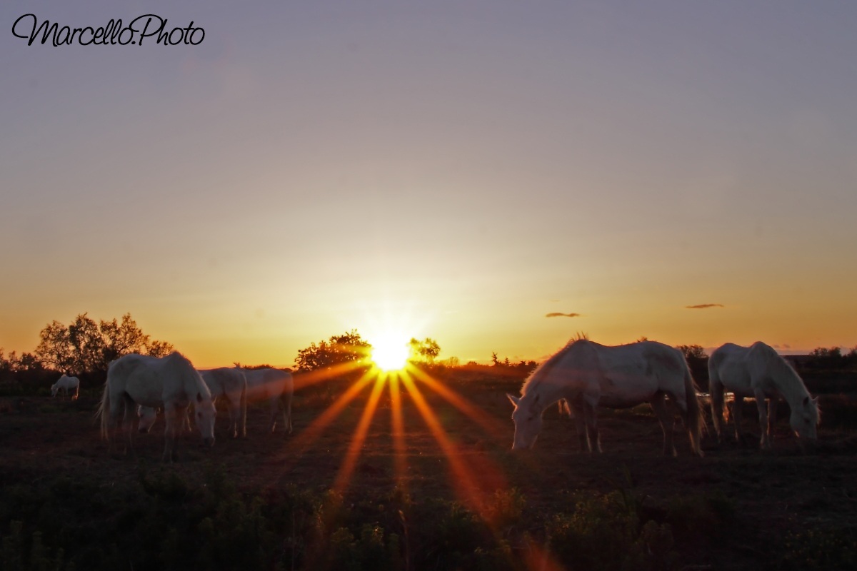 cavalli - Camargue