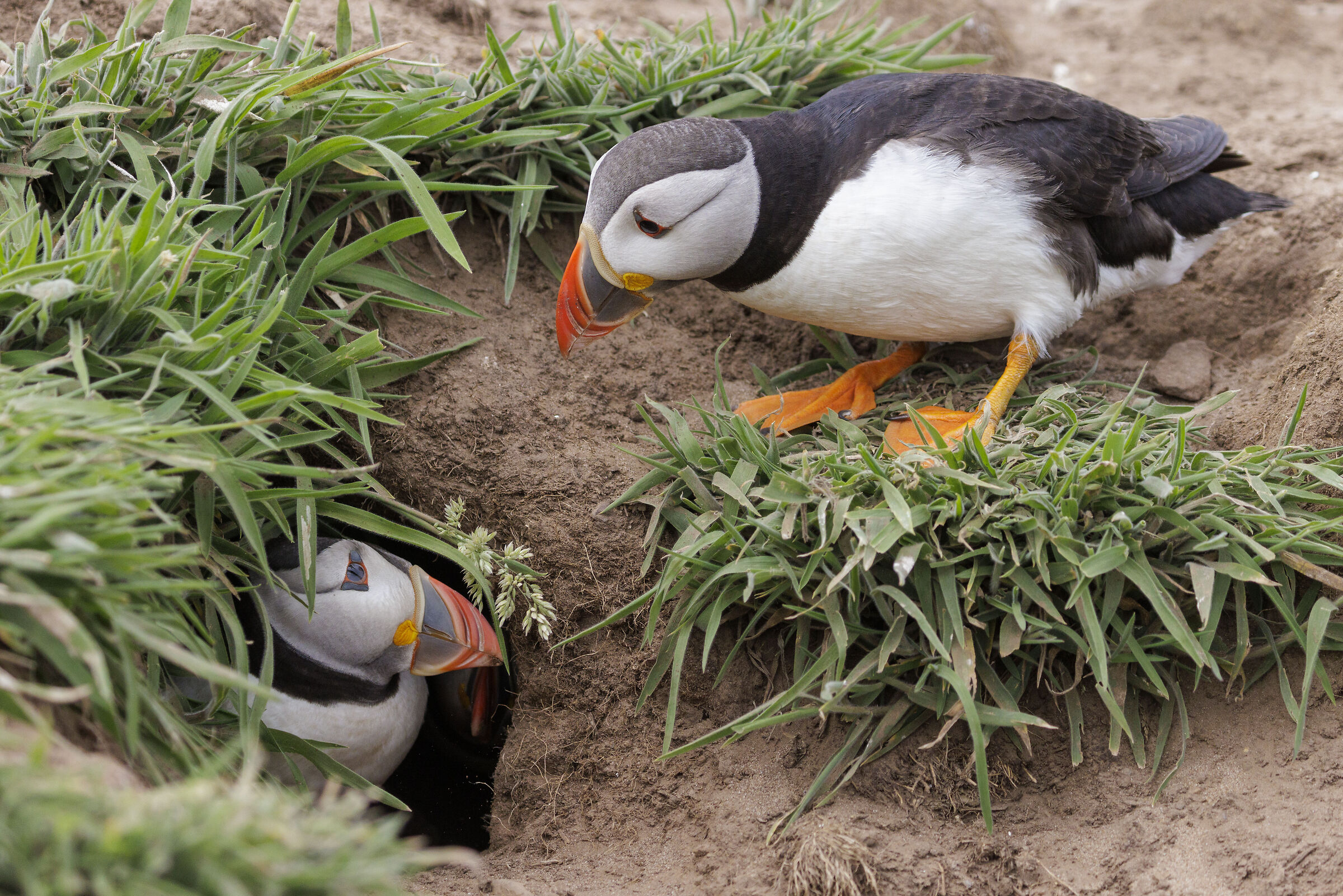 Puffin love