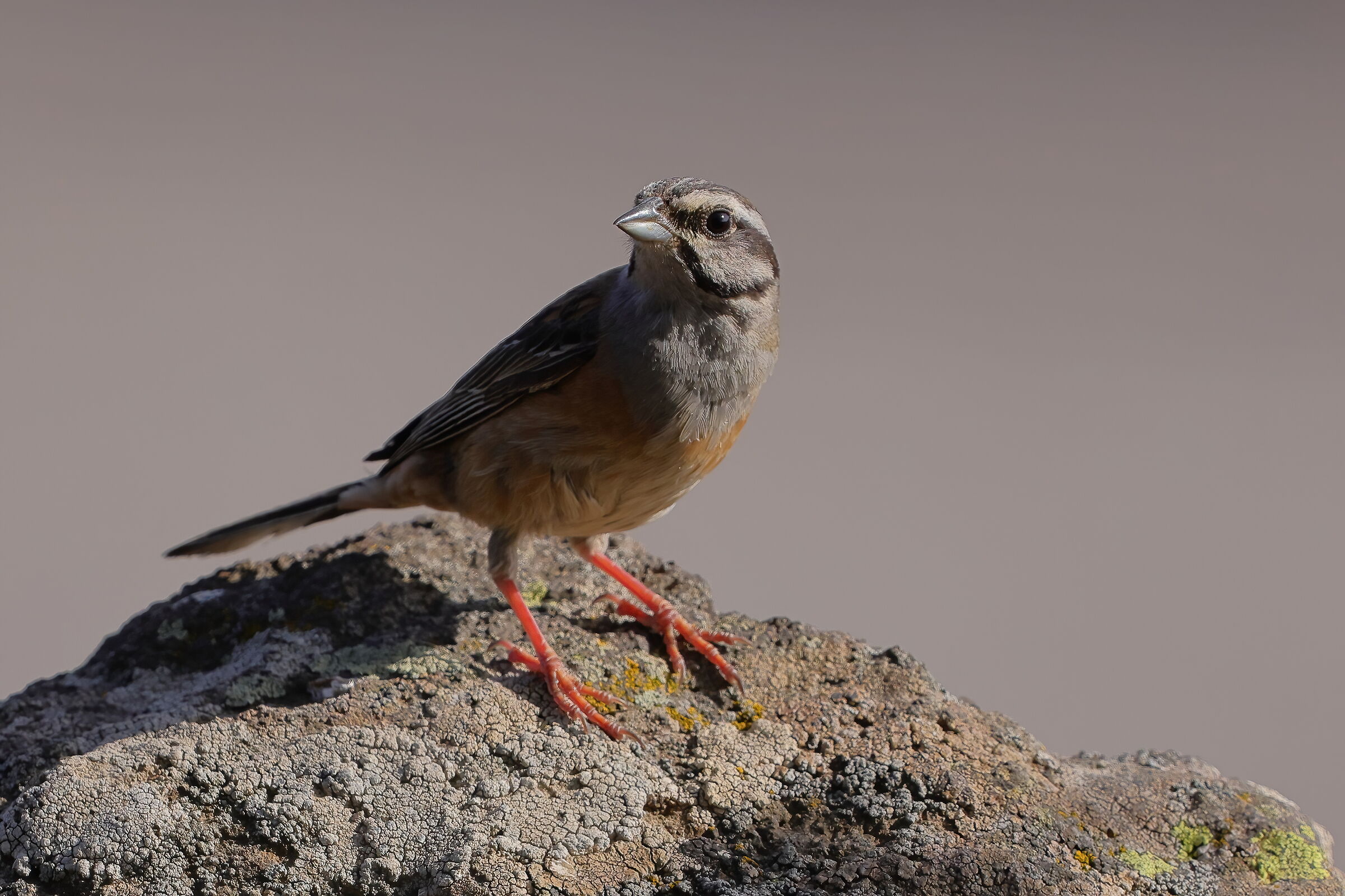 Muciatto bunting