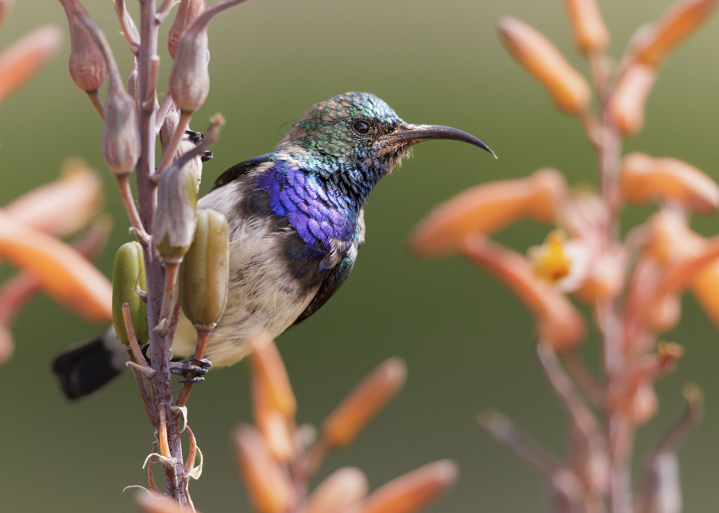 White bellied sunbird