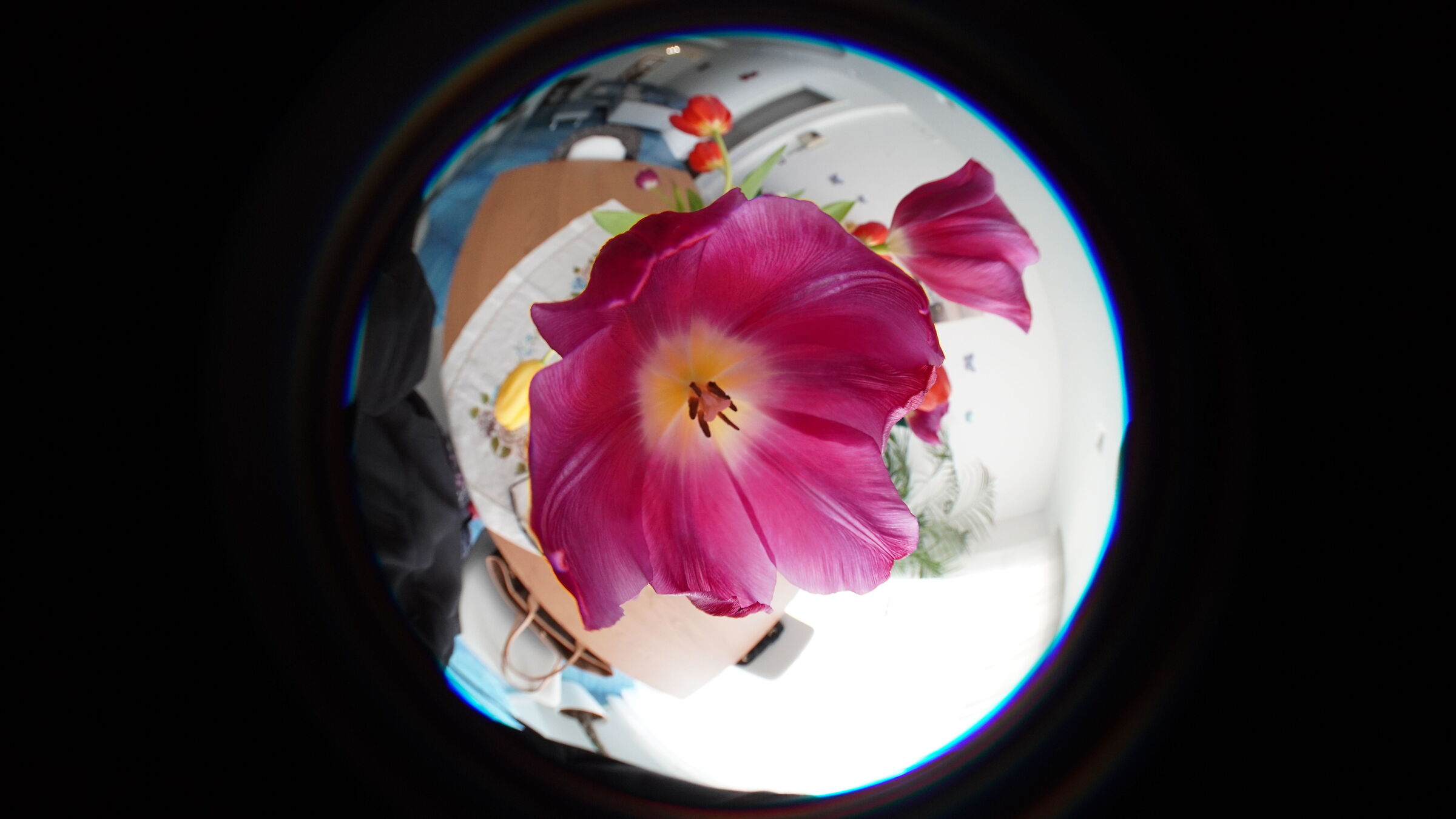 Tulipano