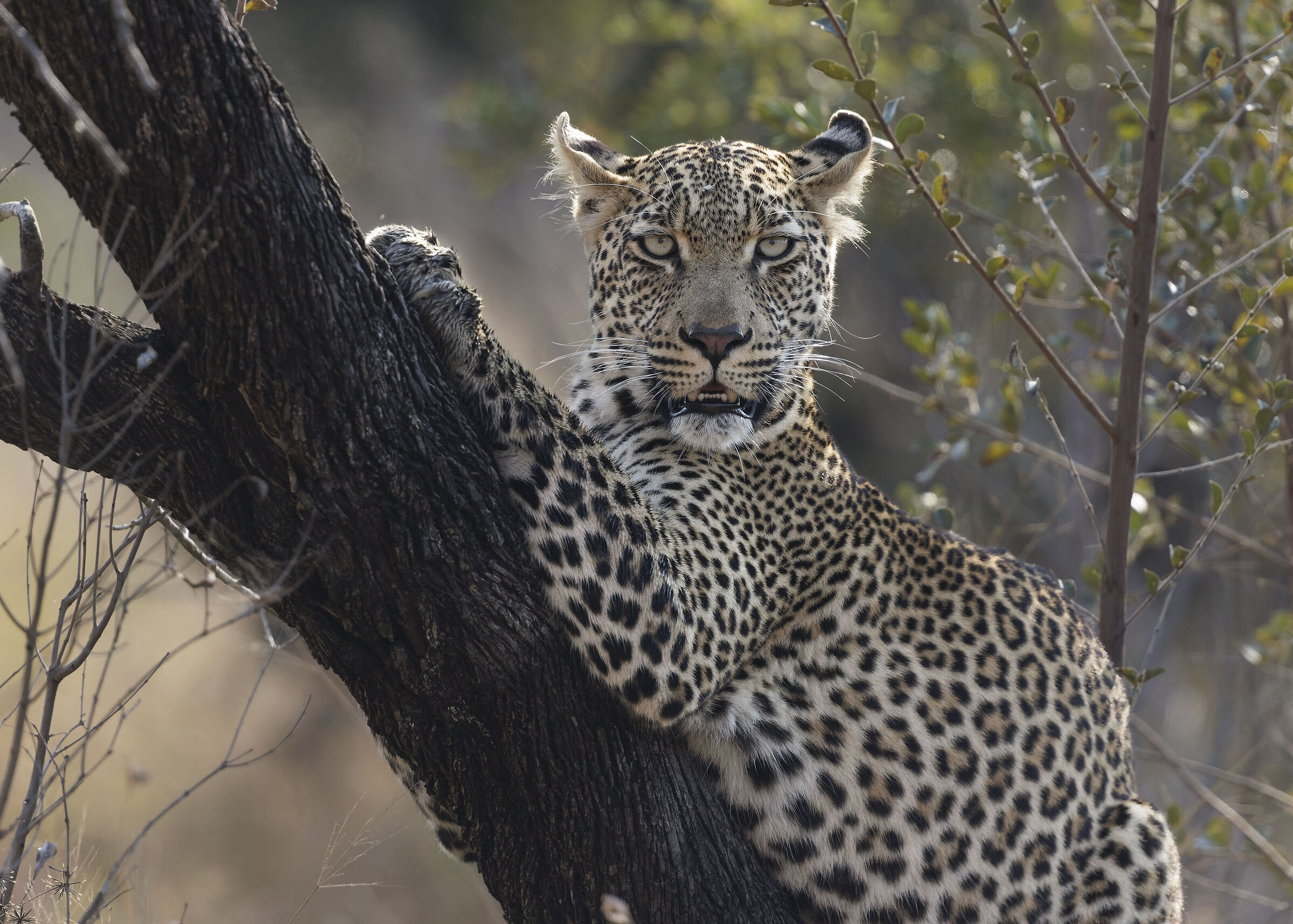 Leopard - Kruger Nationl Park