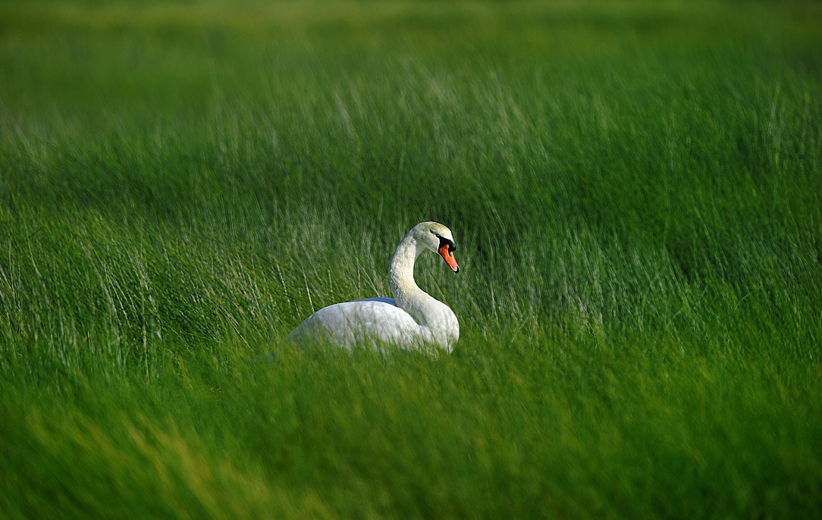 to the nest swan