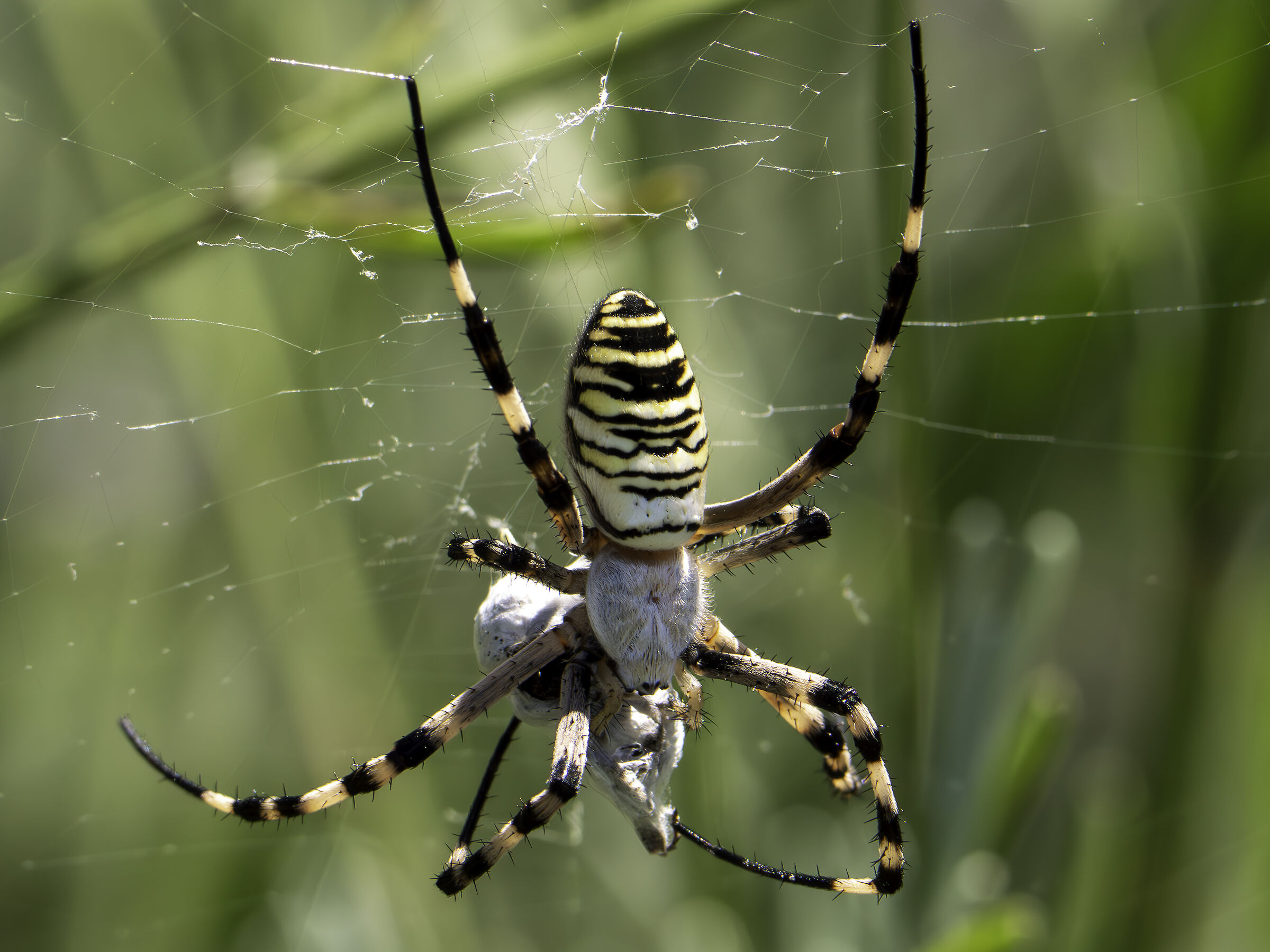 Argiope