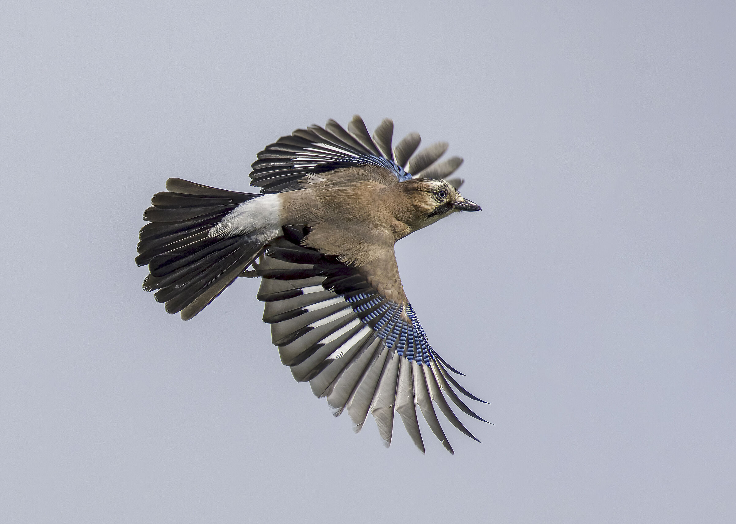L'imitatrice dei boschi"