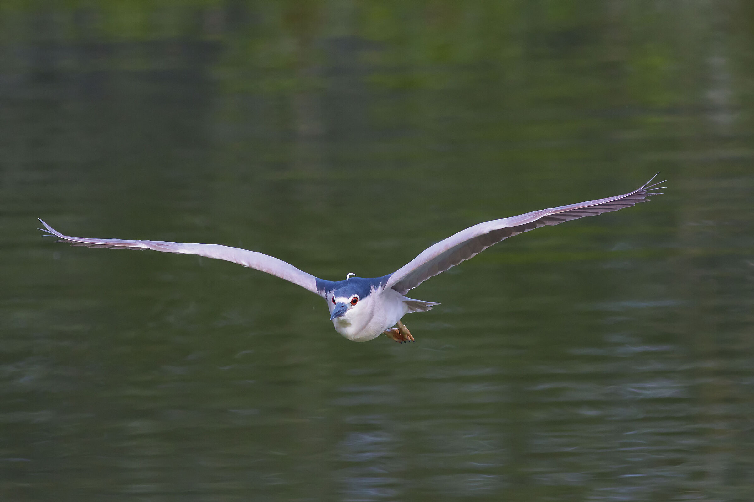 The flight of the Nitticora