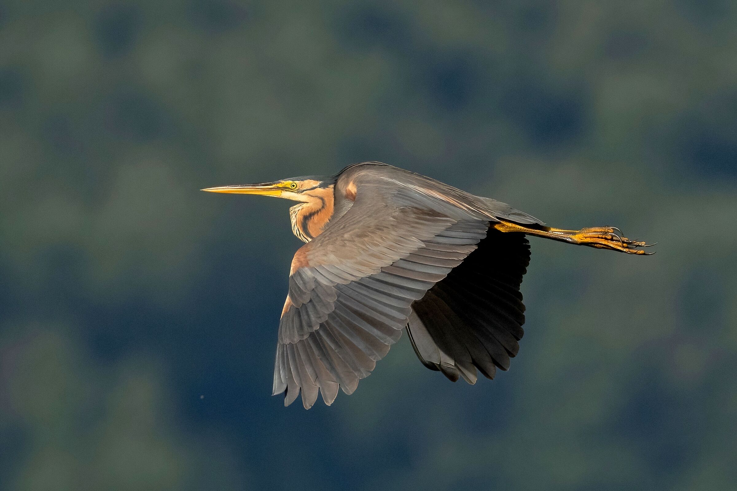Purple Heron (Ardea purpurea)
