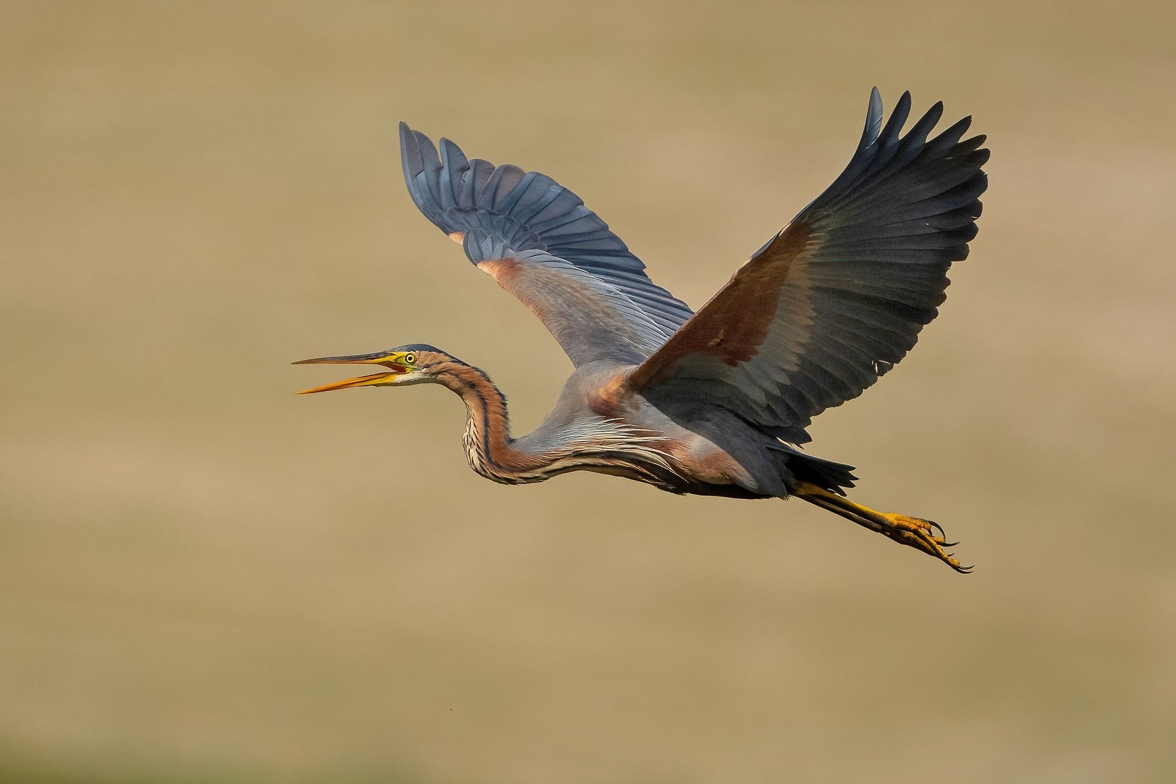 Purple Heron (Ardea purpurea)