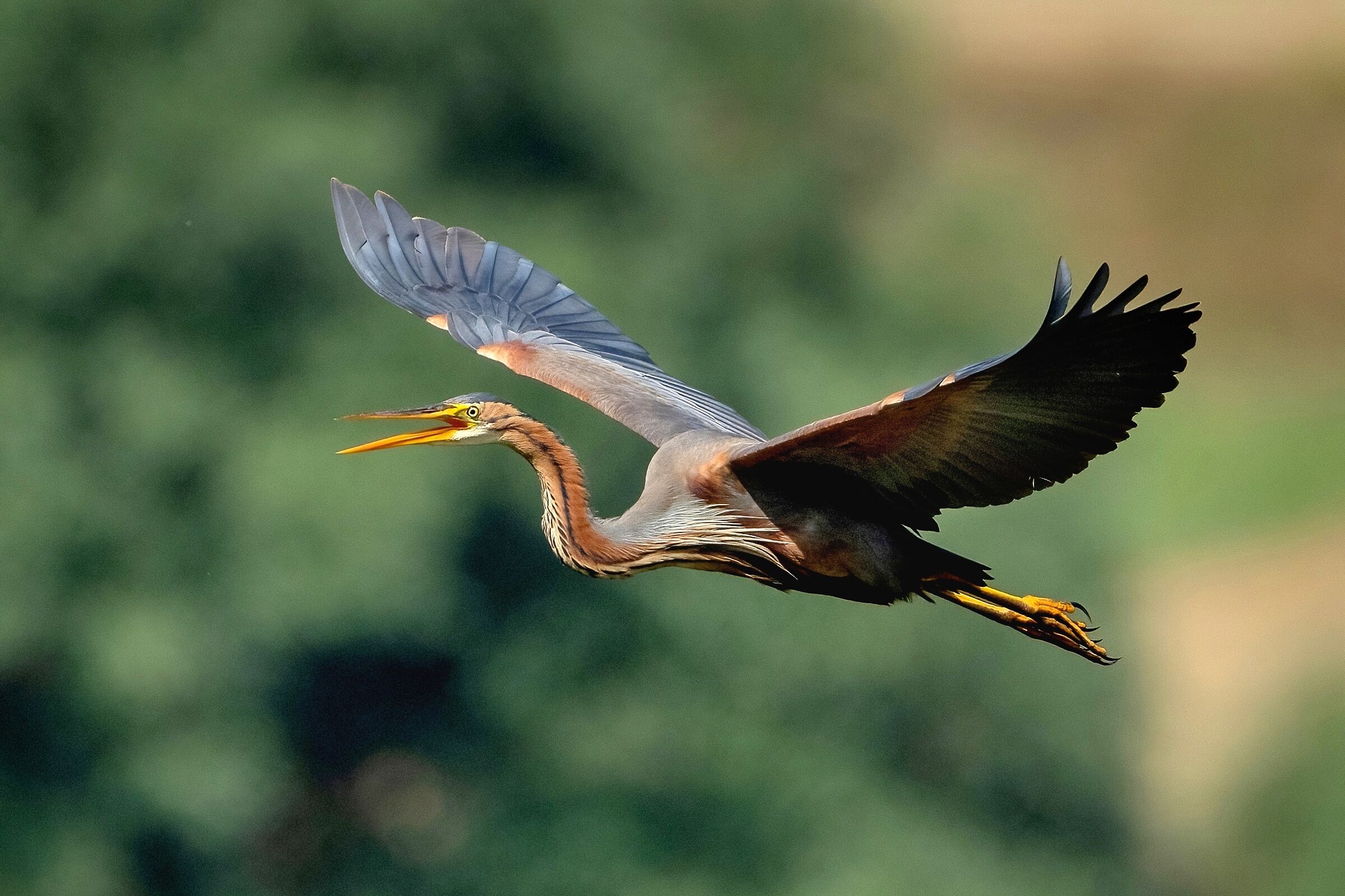 Purple Heron (Ardea purpurea)