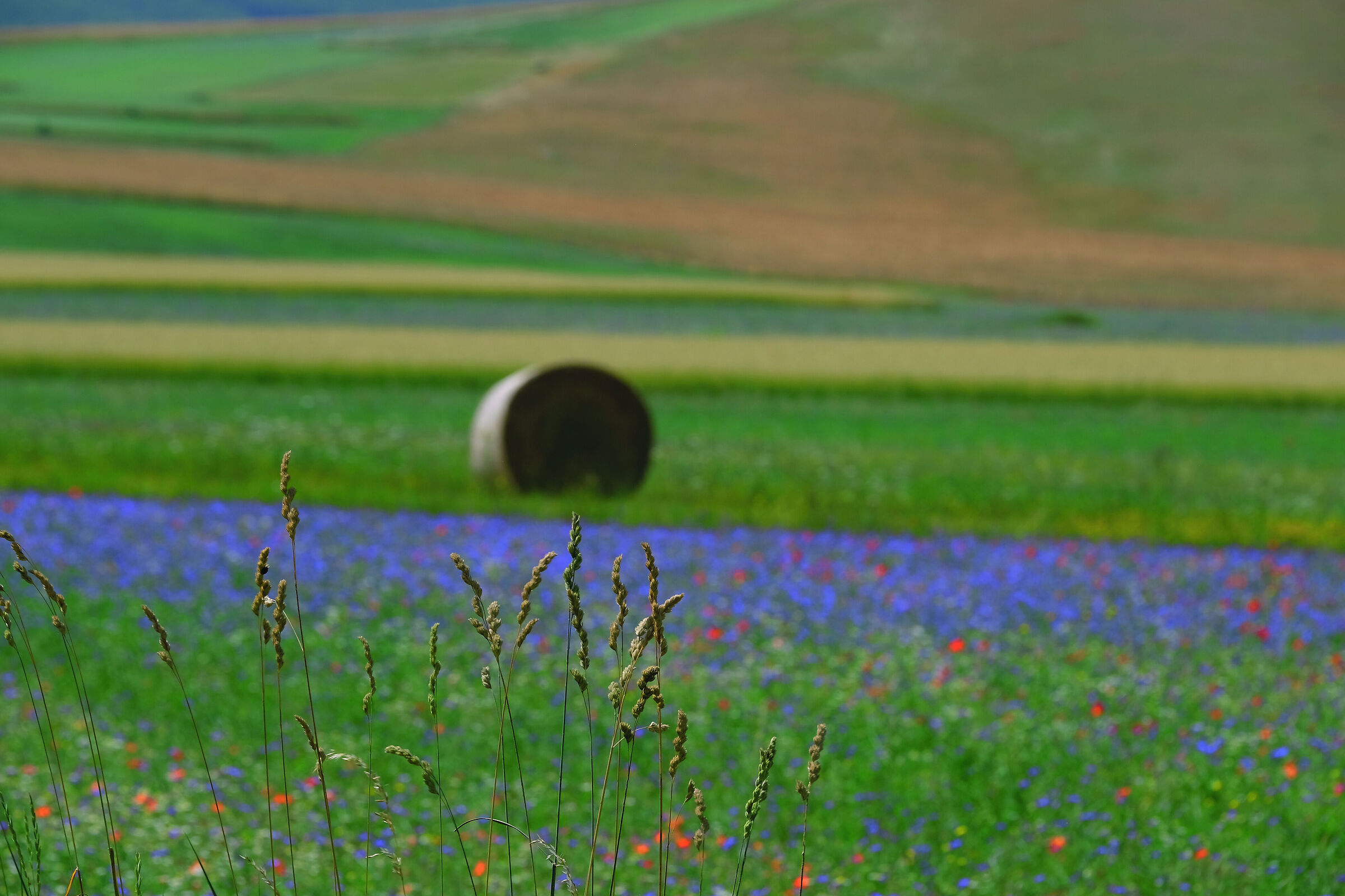 Castelluccio Pian Grande