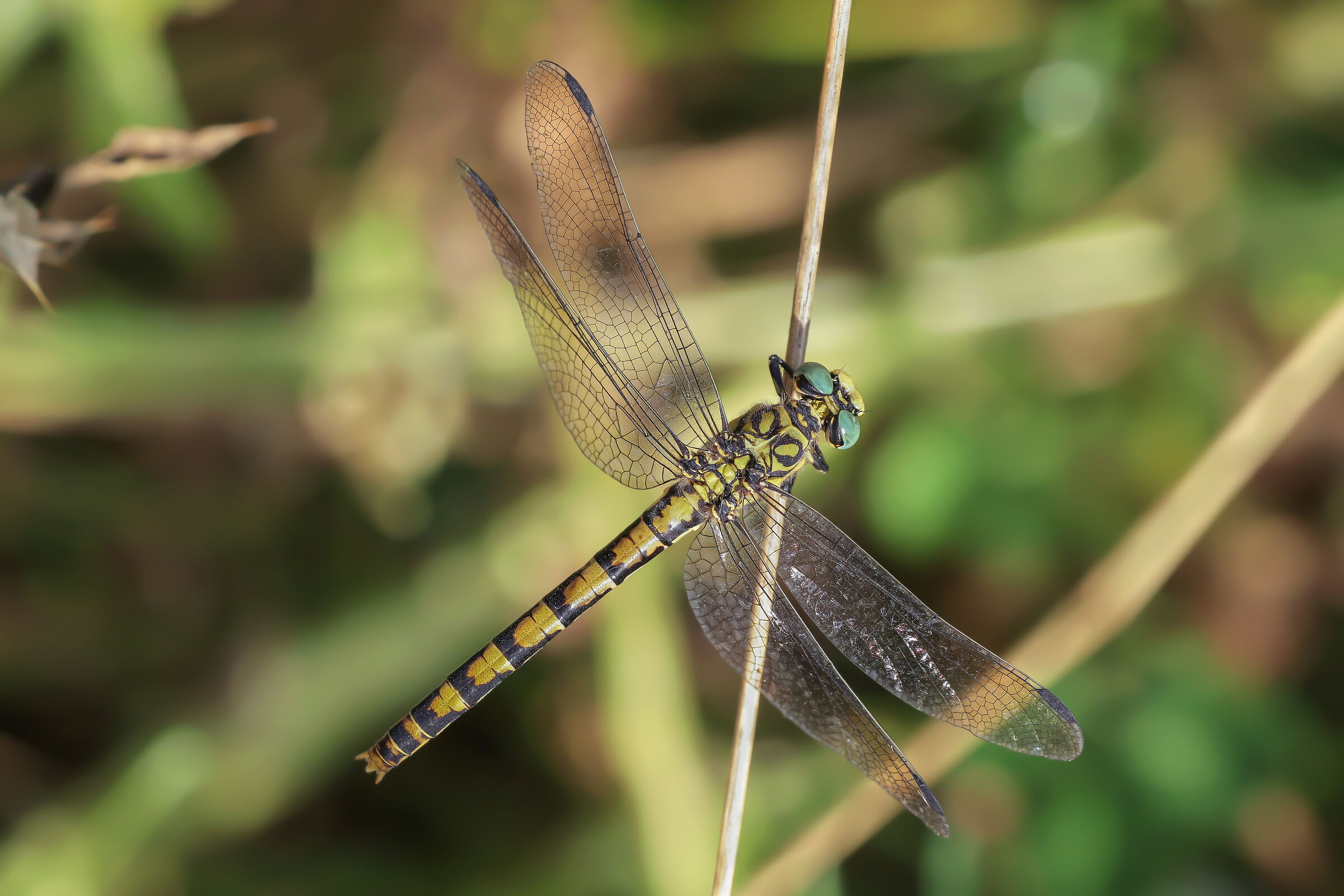 Onychogomphus forcipatus female