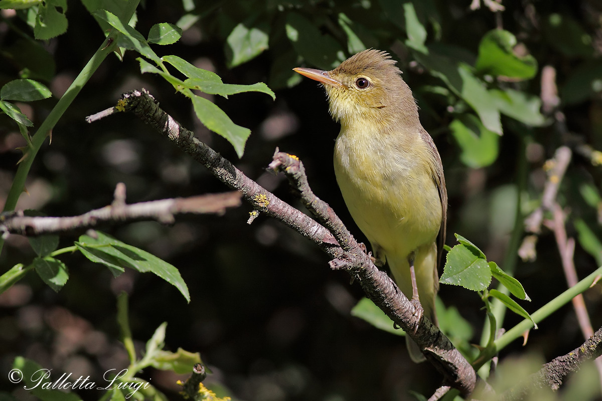 Melodious Warbler (Hippolais polyglotta)