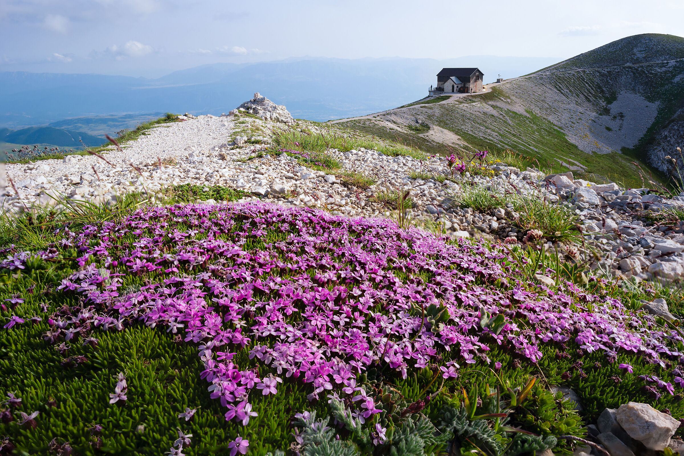 A refuge among the petals