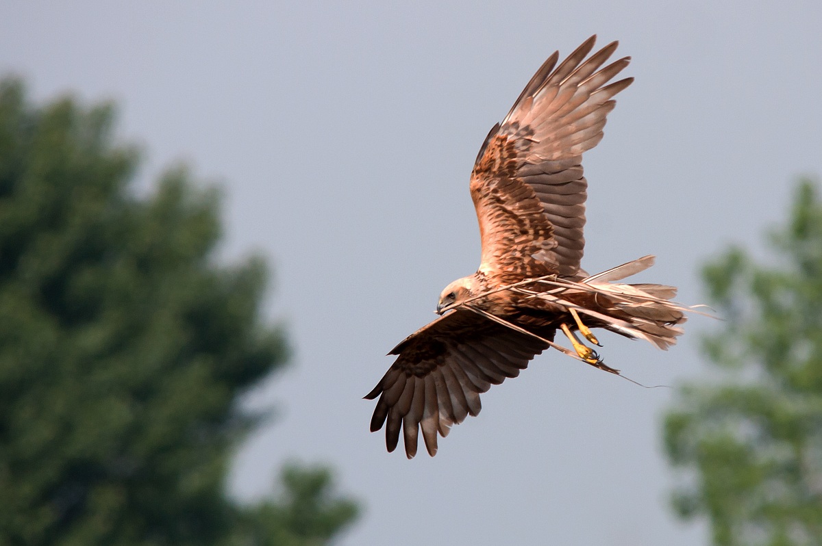 Falco di palude -femmina