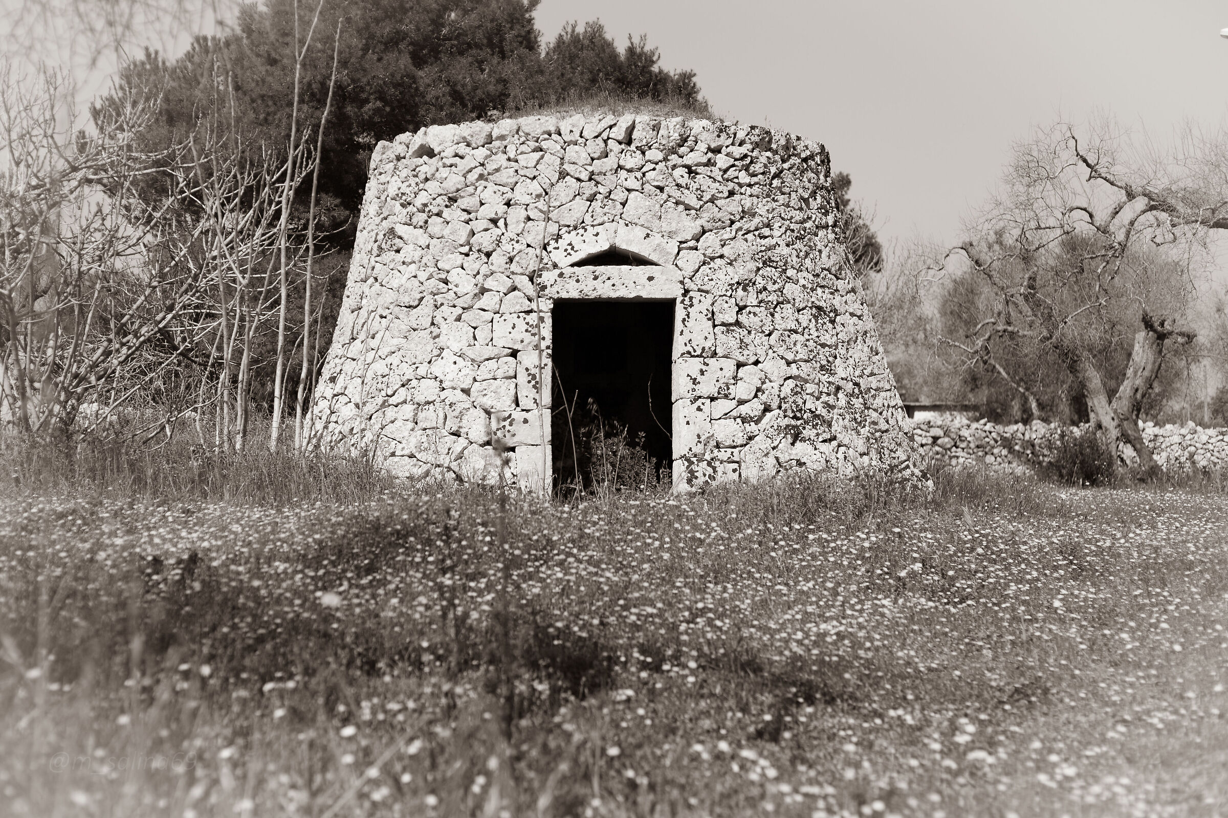 the Pajara