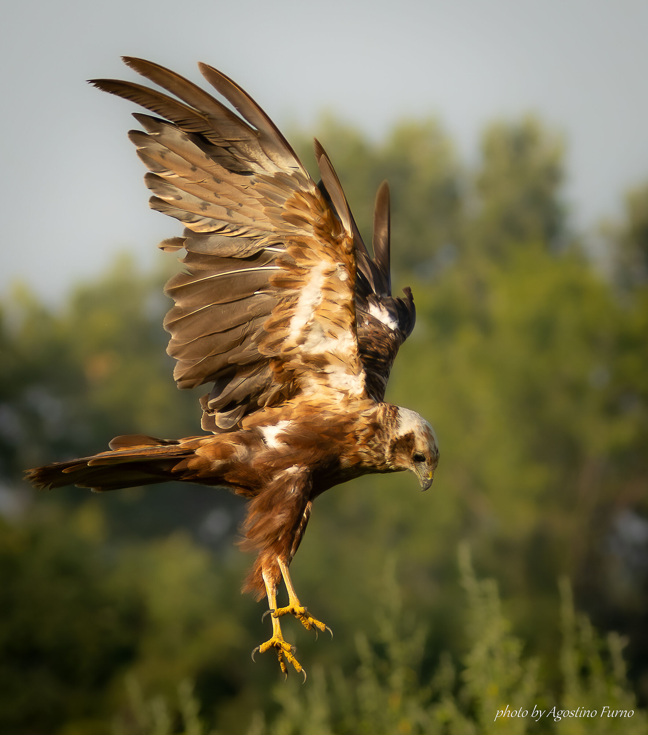 Hawk of Plaude hunting