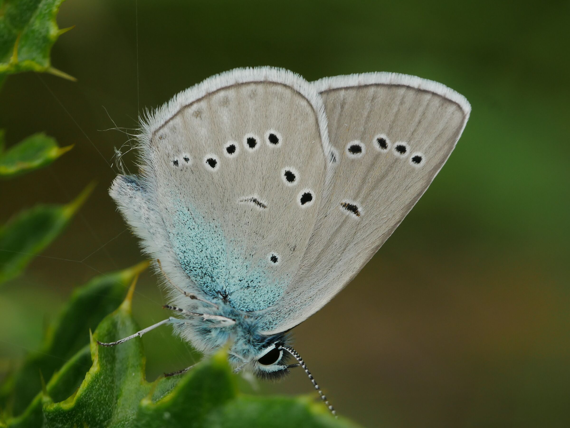 Cyaniris semiargus