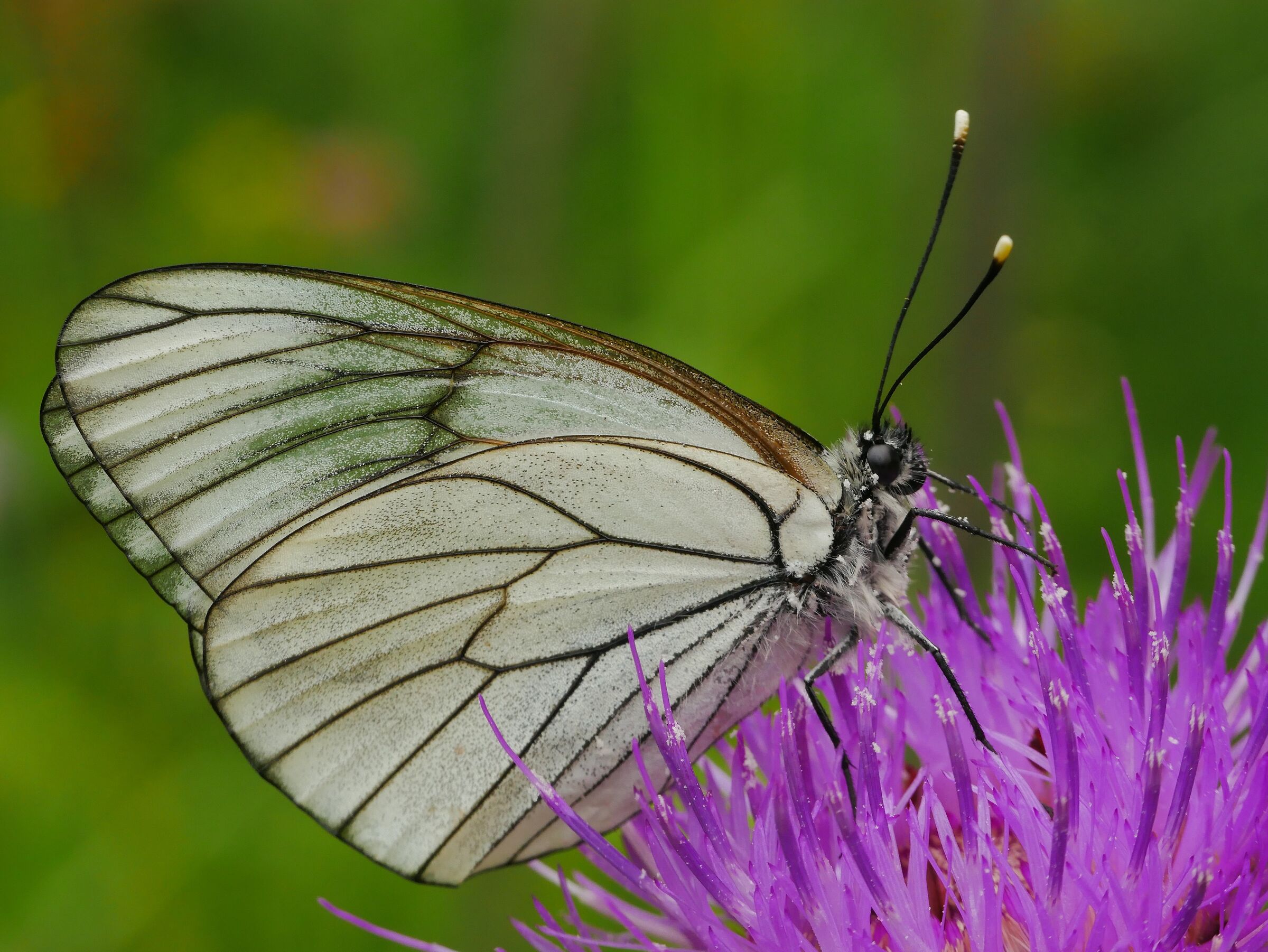 Aporia crataegi
