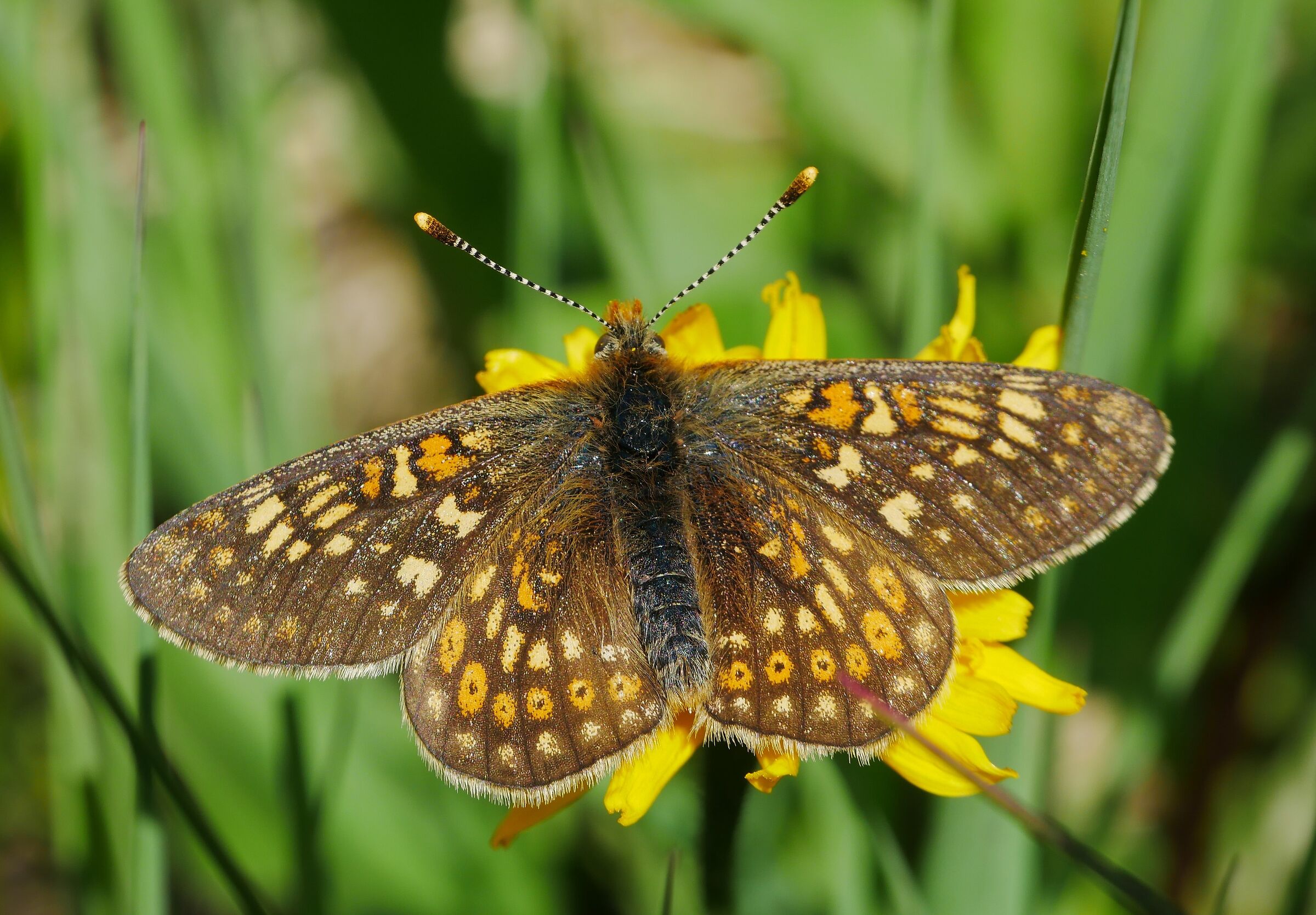 Euphydryas aurinia