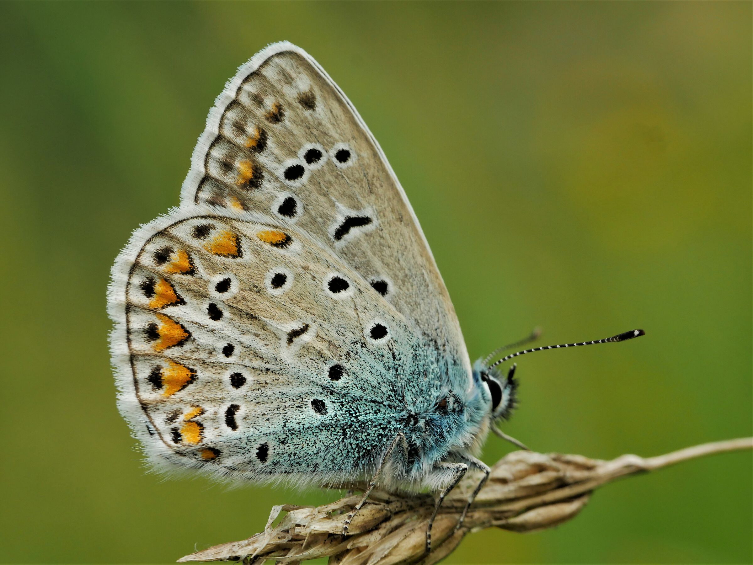 Polyommatus icarus
