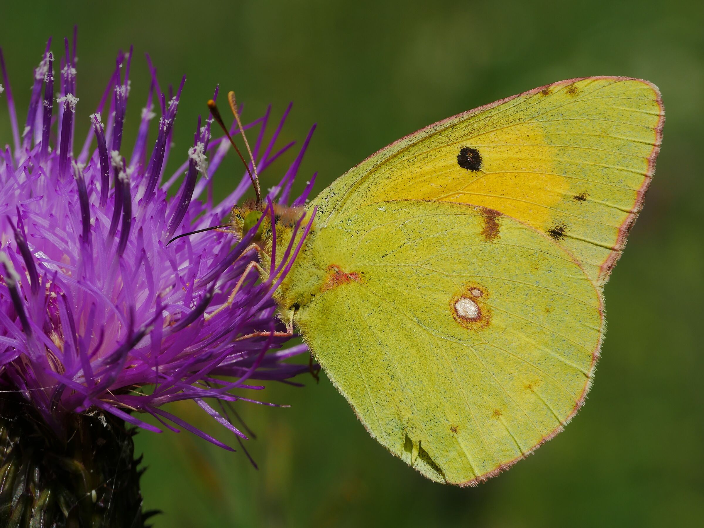 Colias crocea