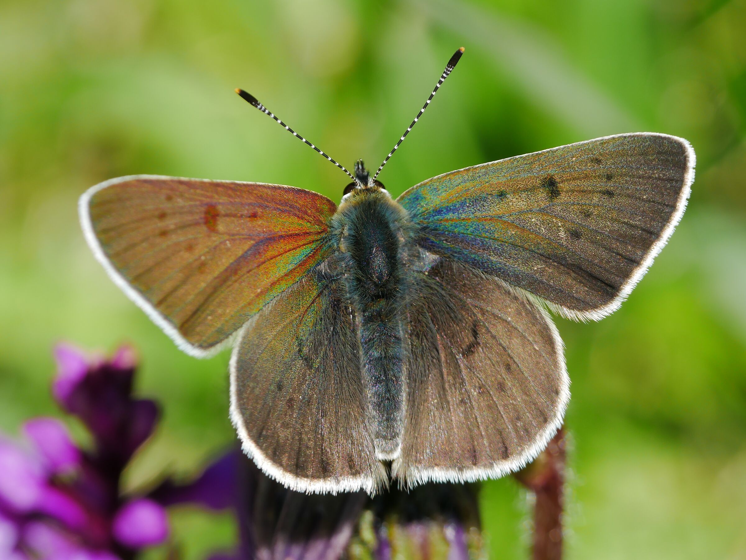 Lycaena tityrus subalpina