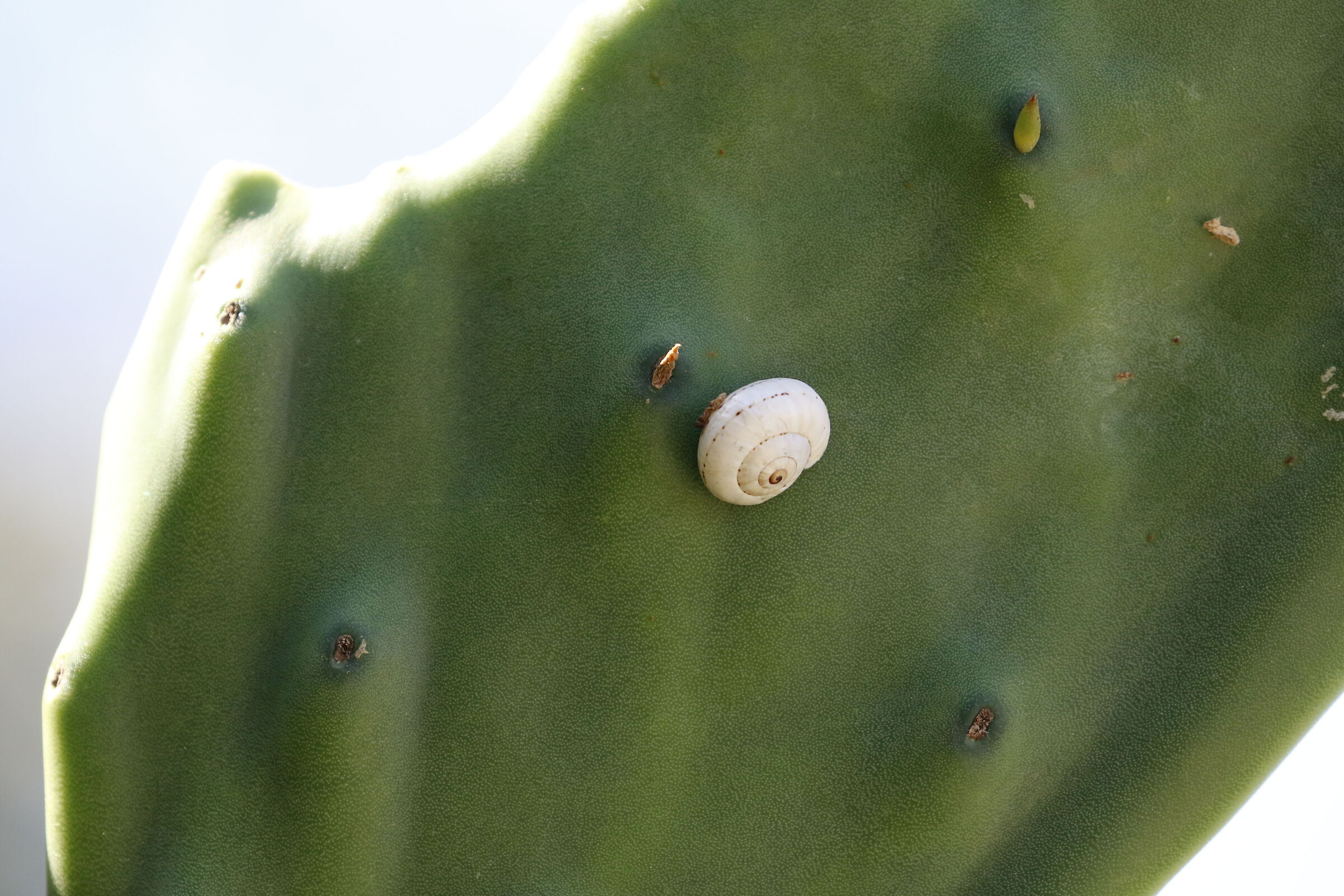 " Crop 6 Cento 40 ", Canon 100- 400 L II, 7 D II