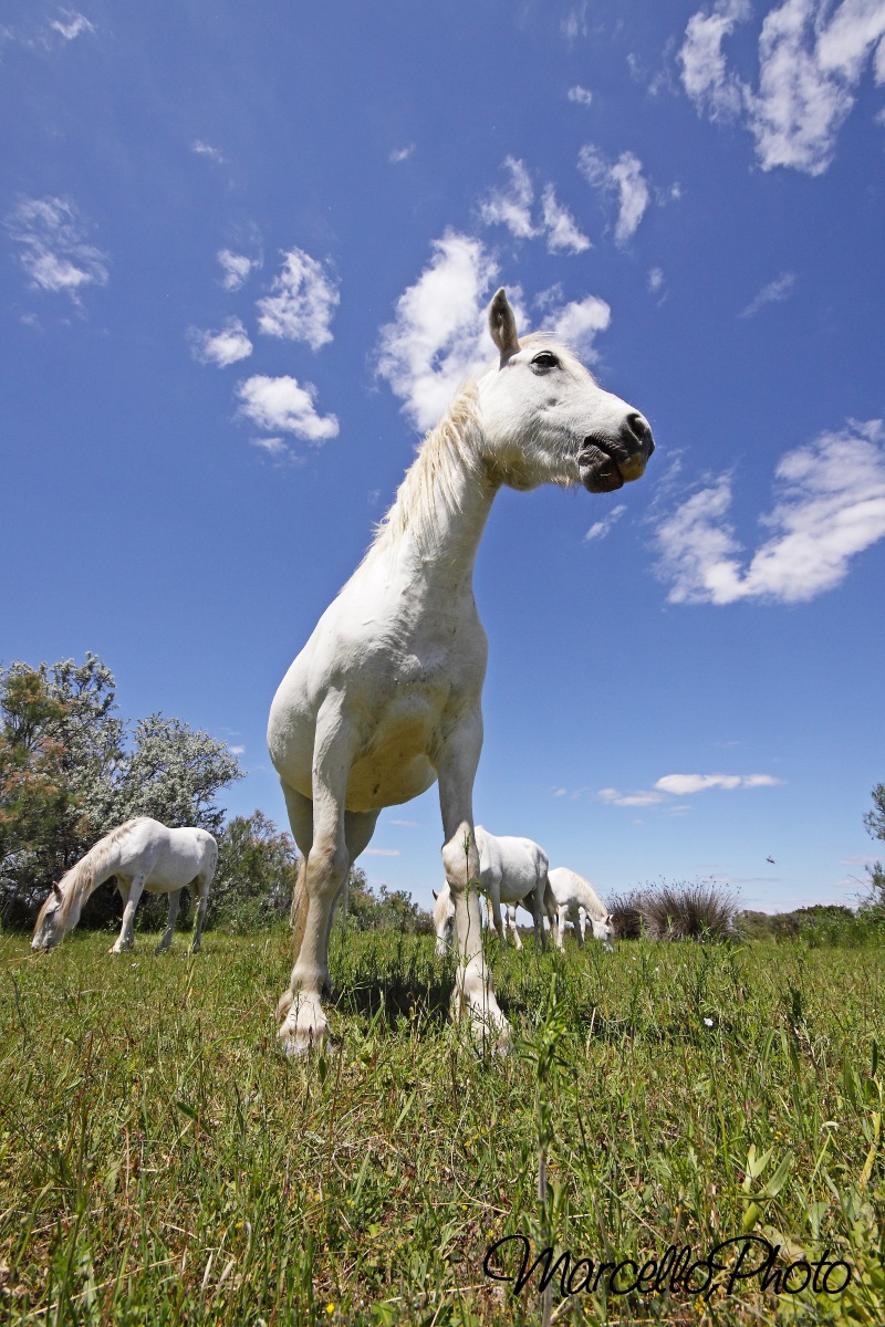 cavallo - camargue