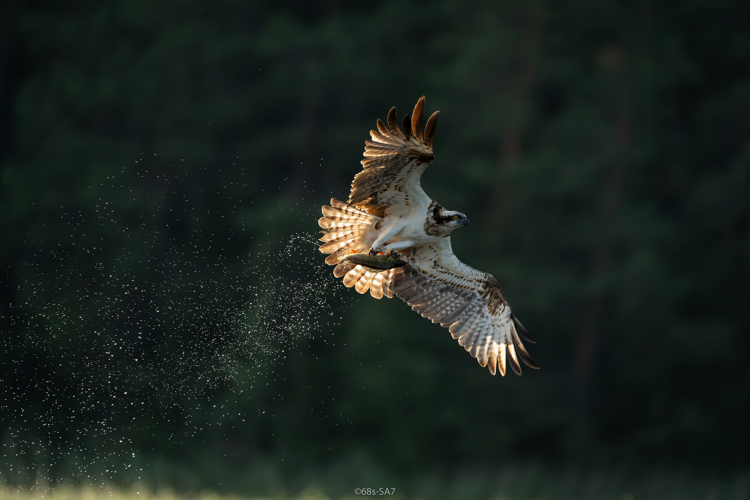 sweden/Jämtland (osprey)