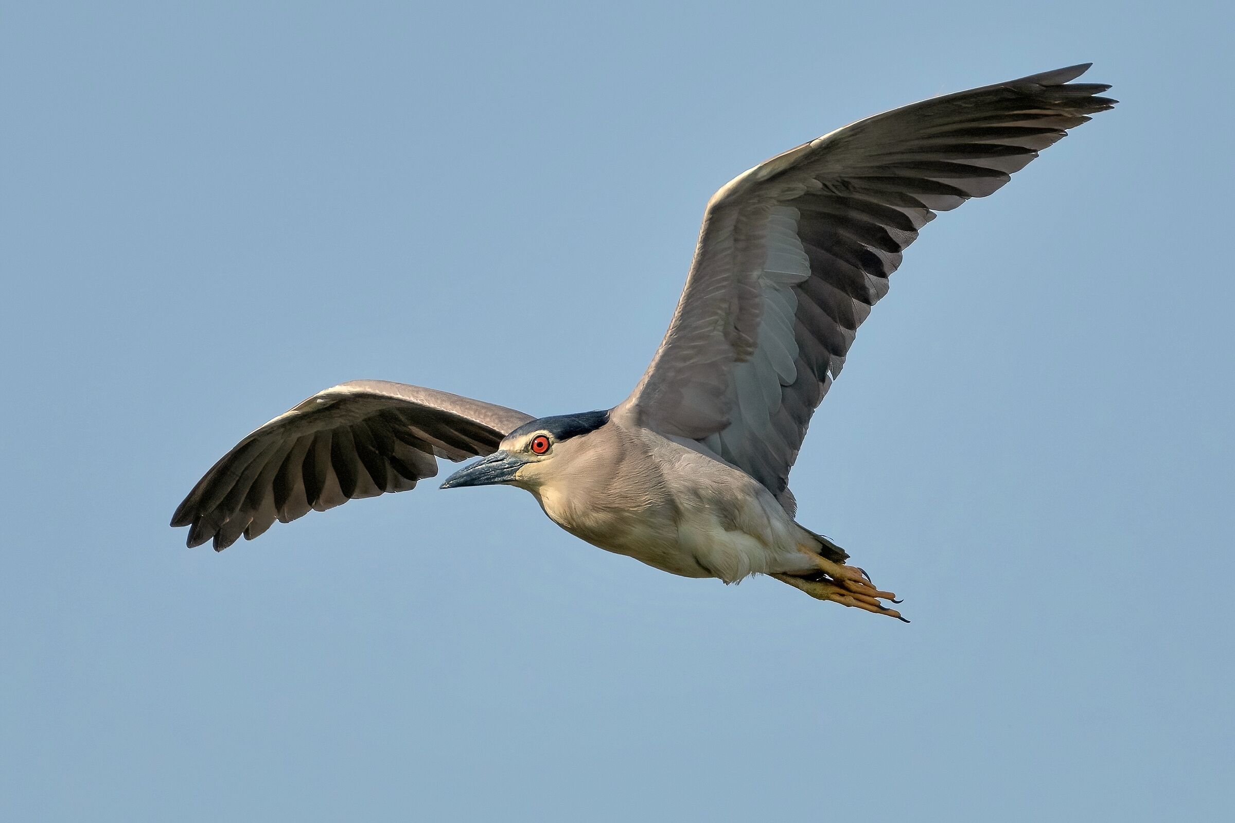 Nitticora (Nycticorax nycticorax )