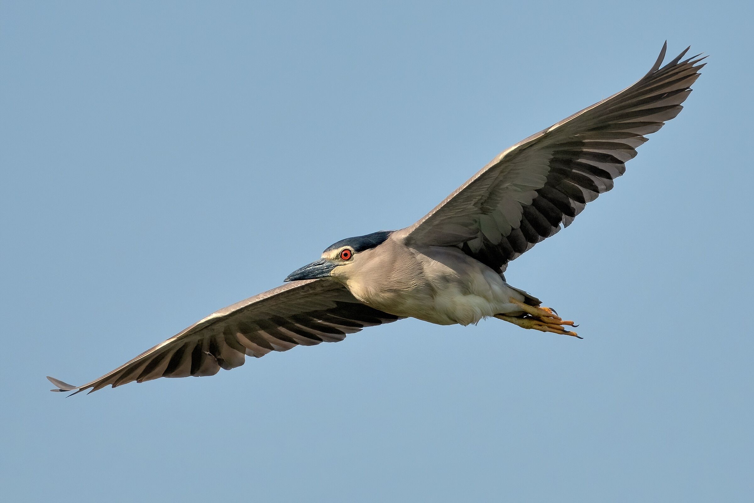 Nitticora (Nycticorax nycticorax )