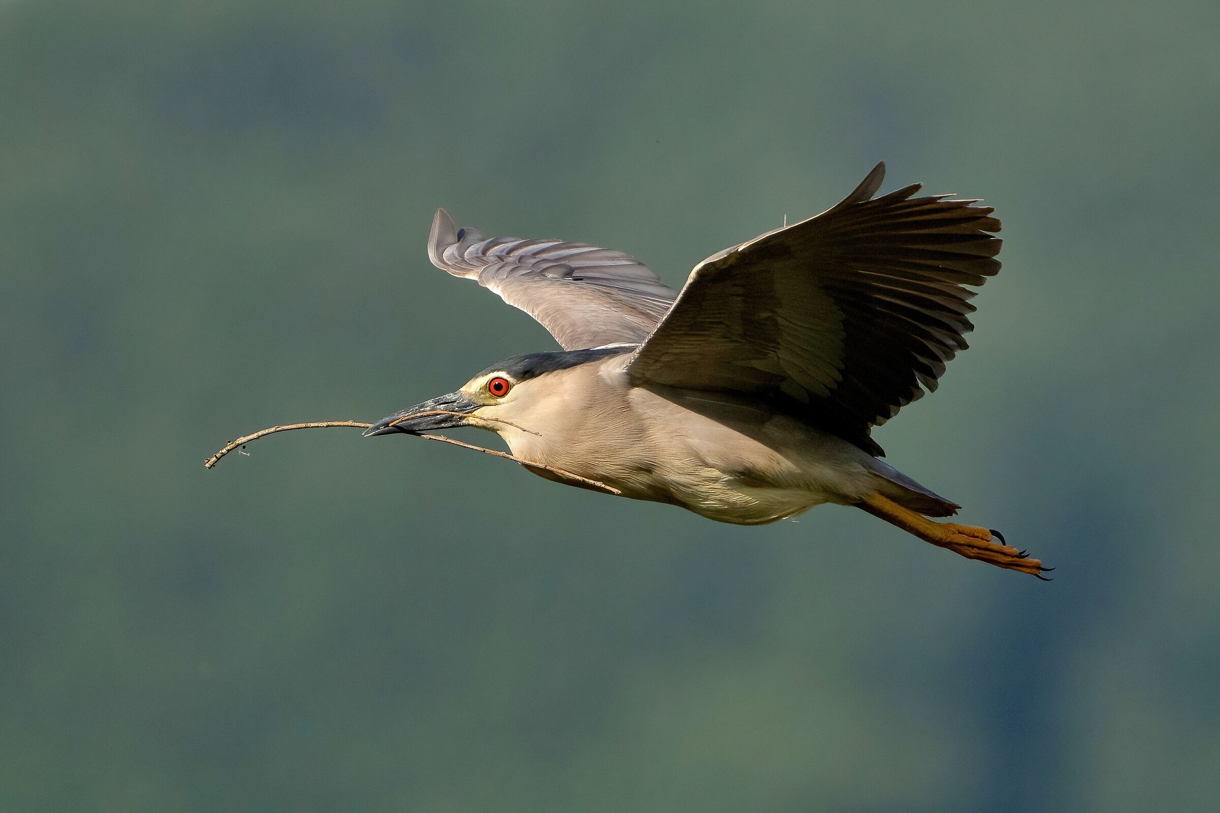 Nitticora (Nycticorax nycticorax )