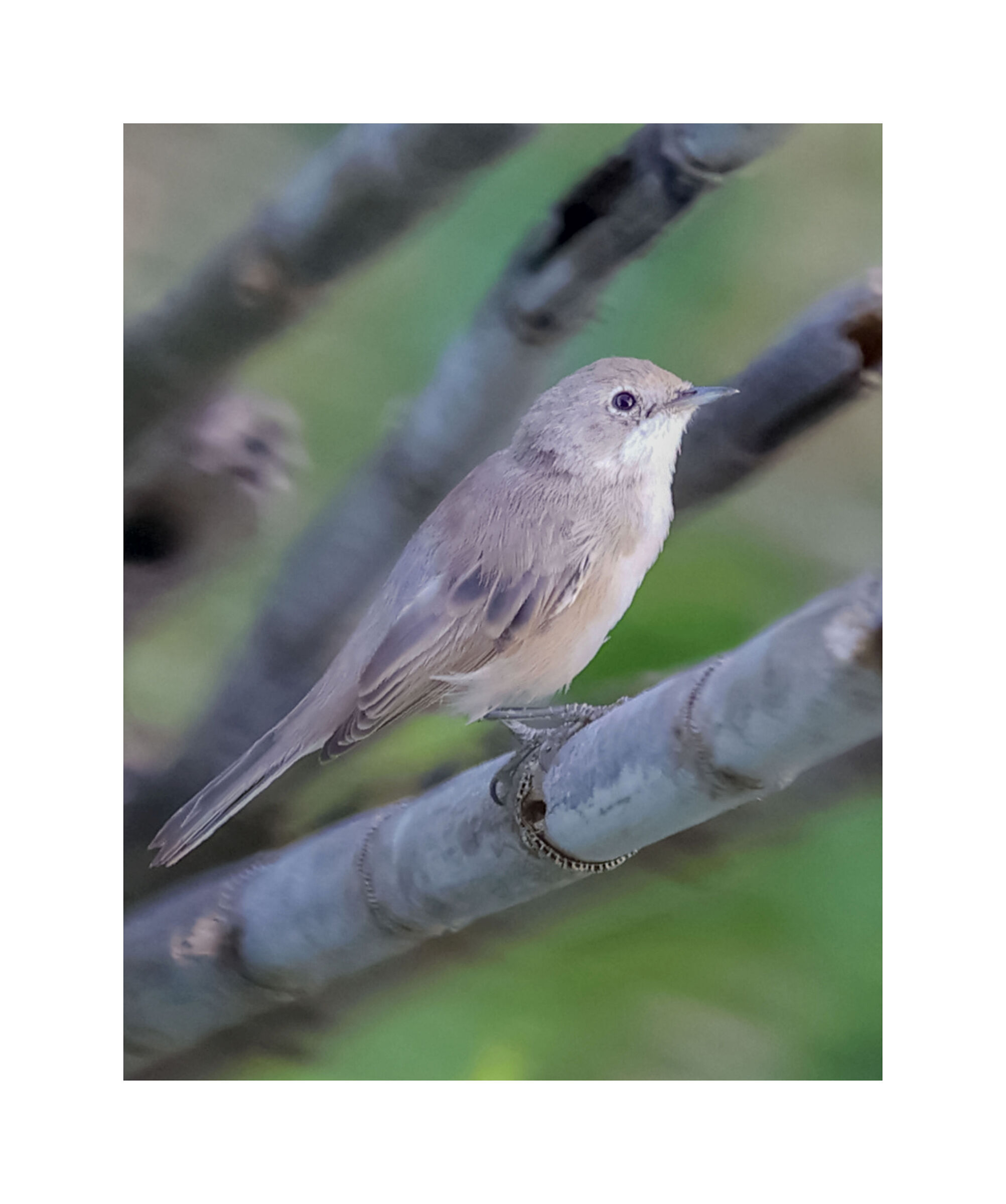 Bigiarella (Sylvia curruca)