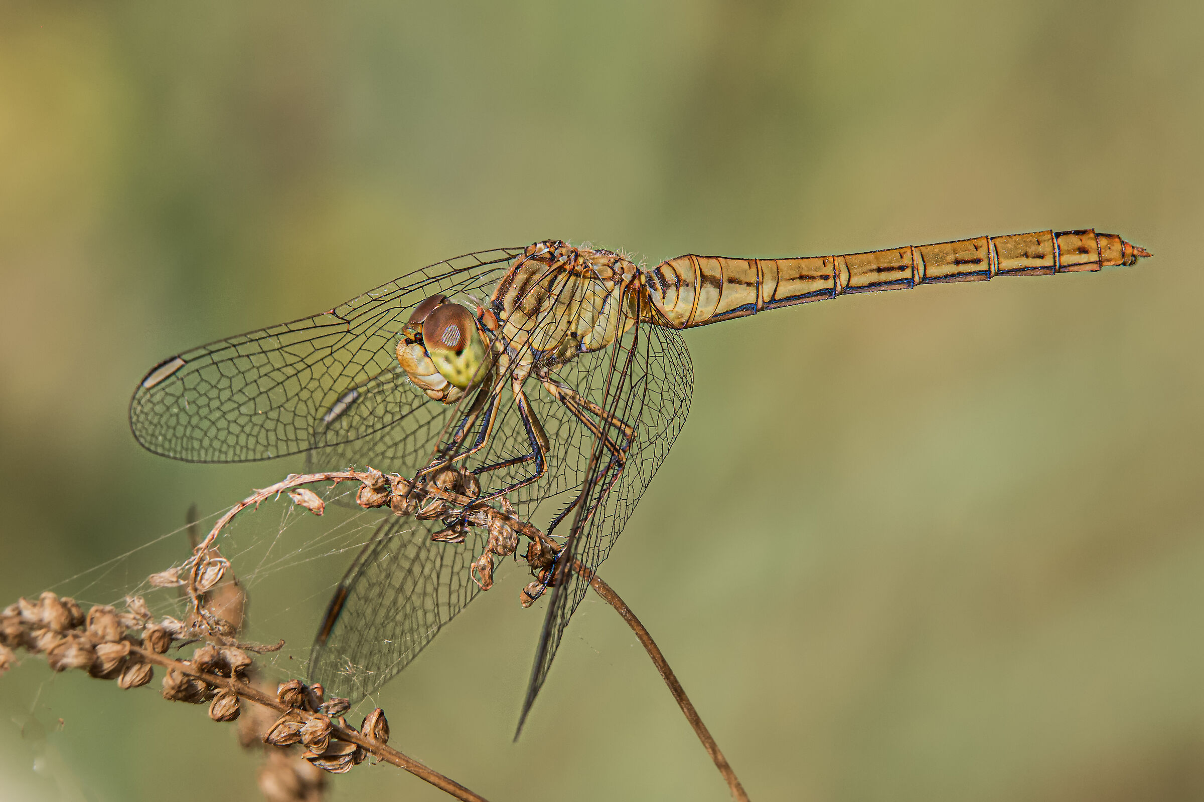 Libellula