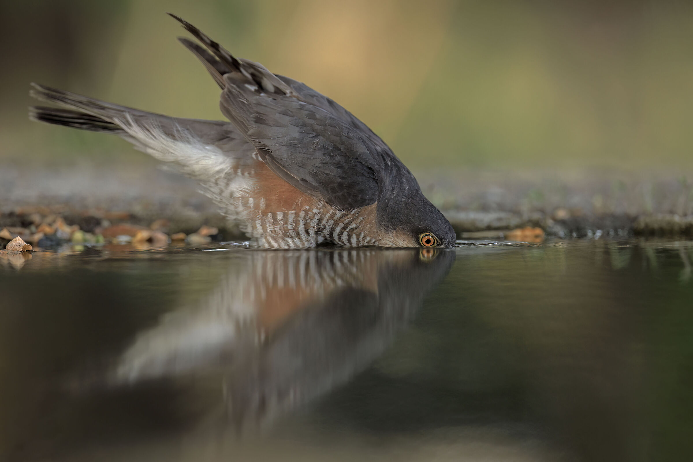 Sparrowhawk ?