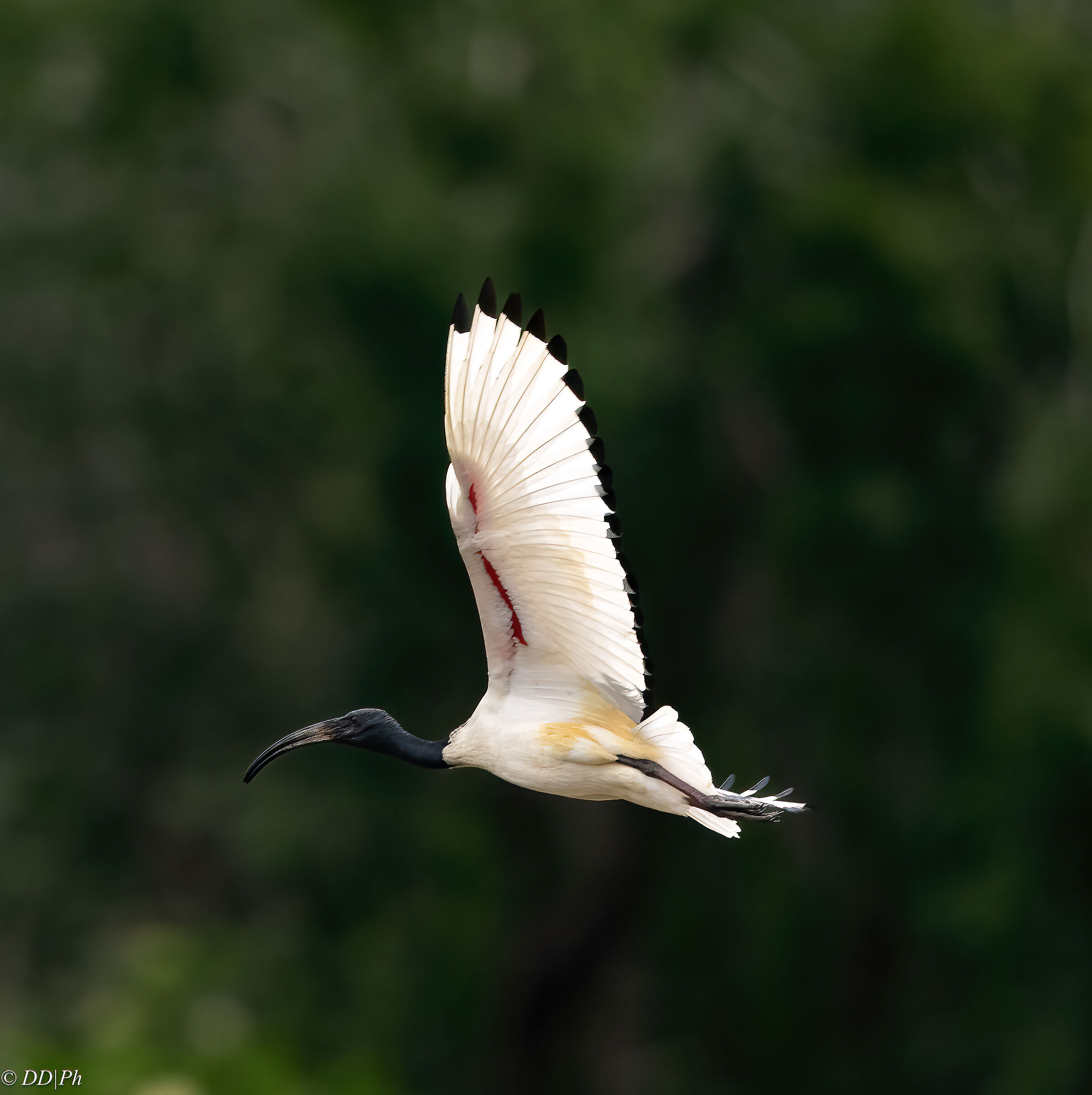 Sacred ibis
