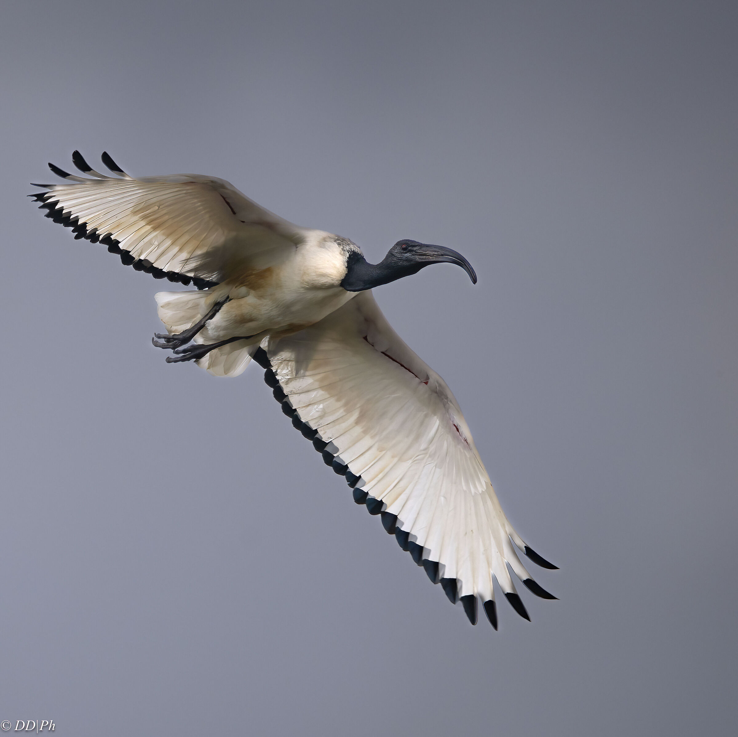 Sacred ibis