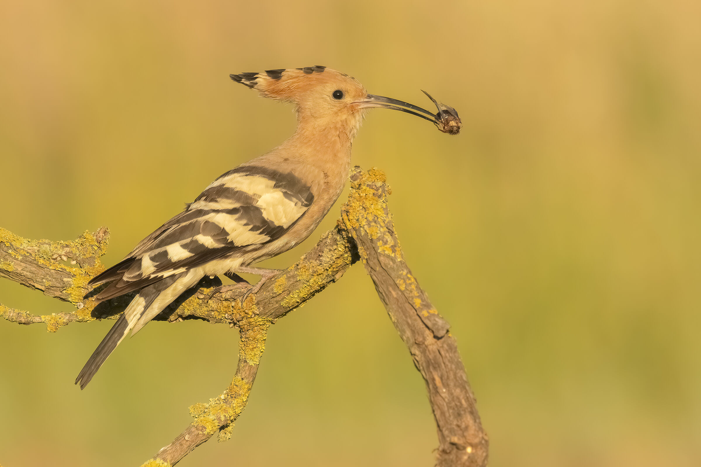 Hoopoe