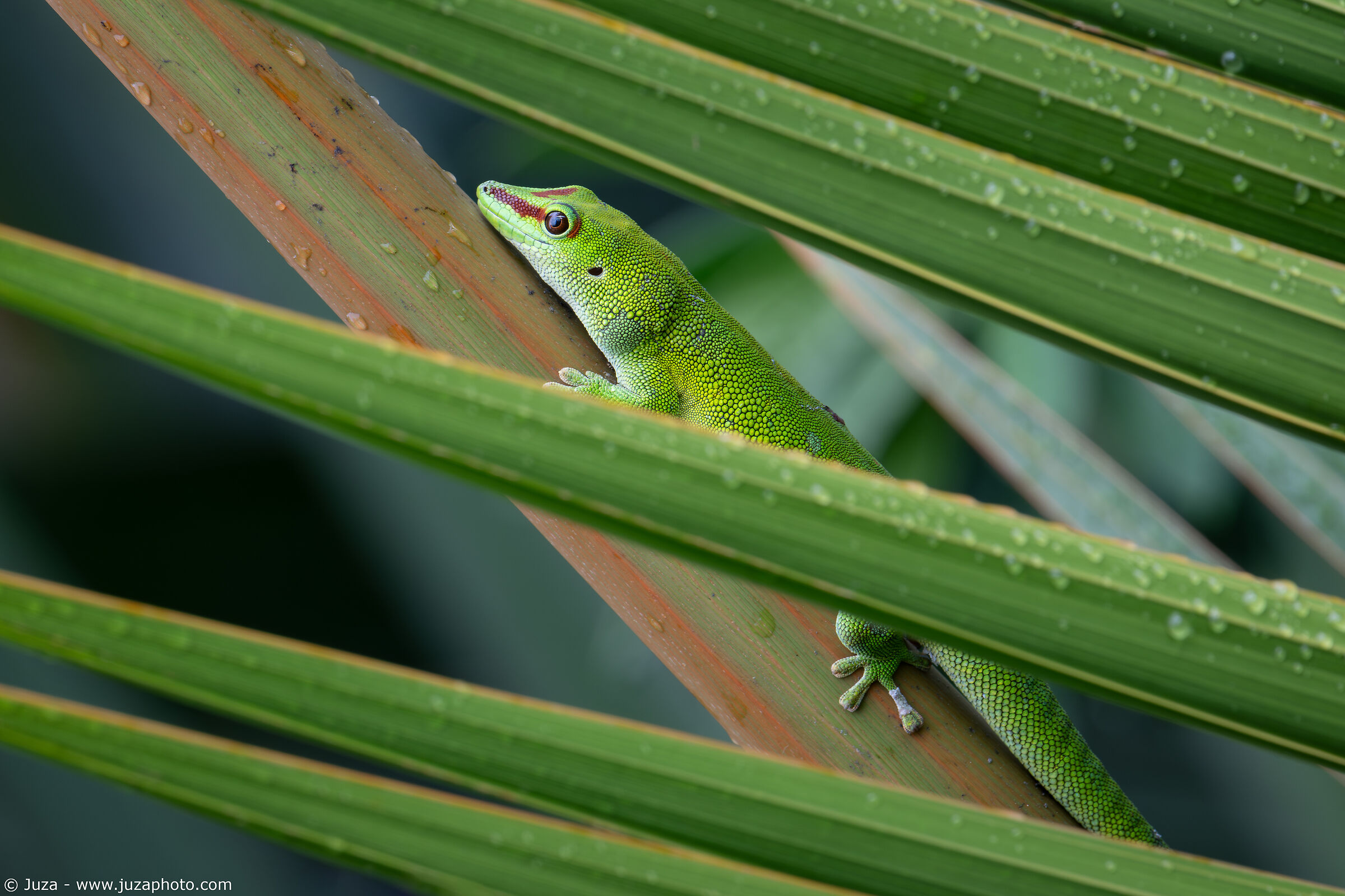 Incrocio di diagonali (Phelsuma grandis)