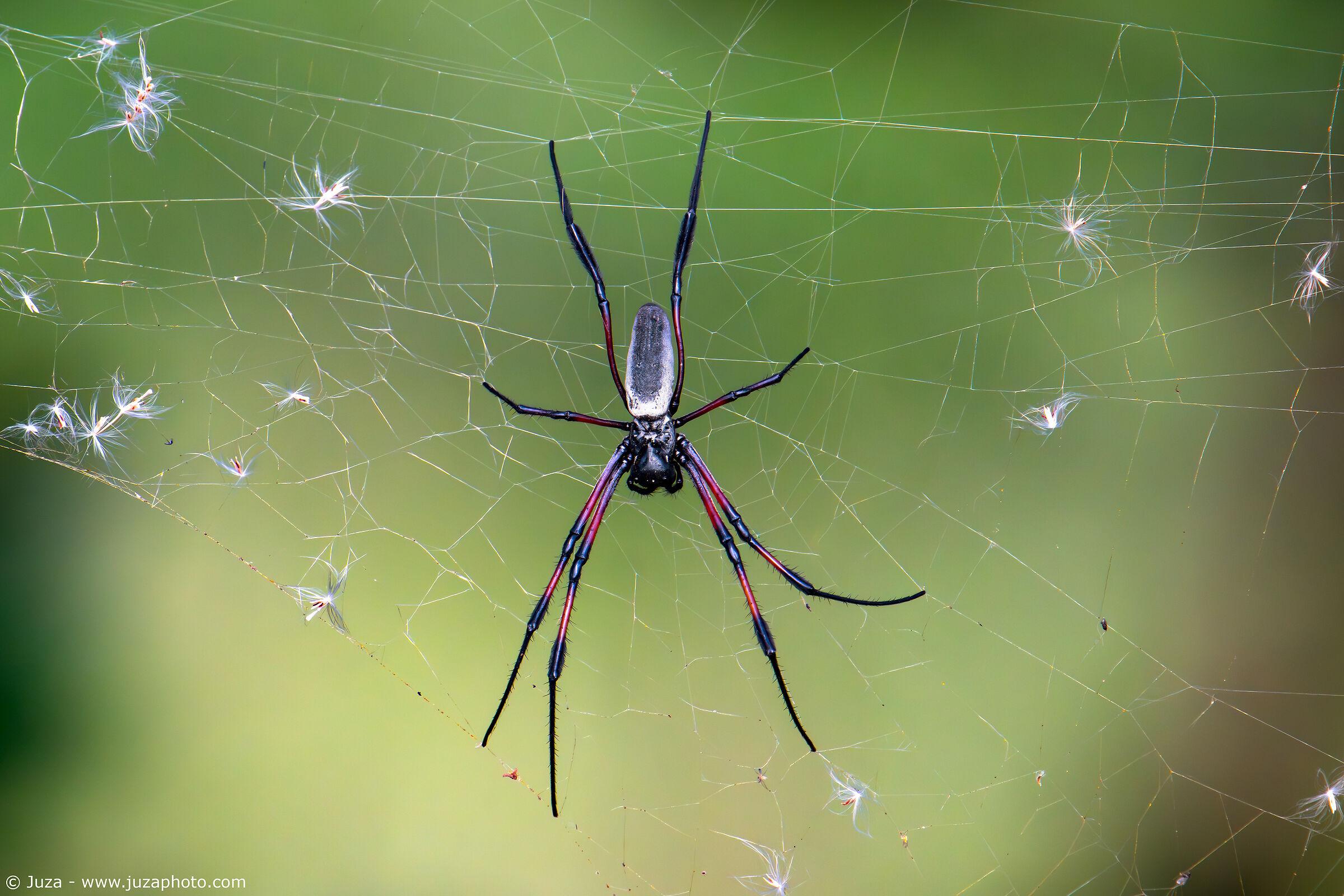 Redleg Orbweaver (Trichonephila inaurata)