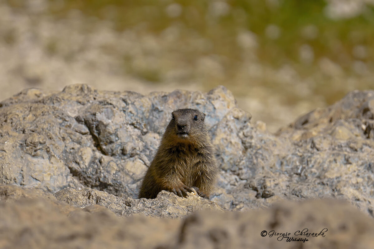 Marmotta curiosa