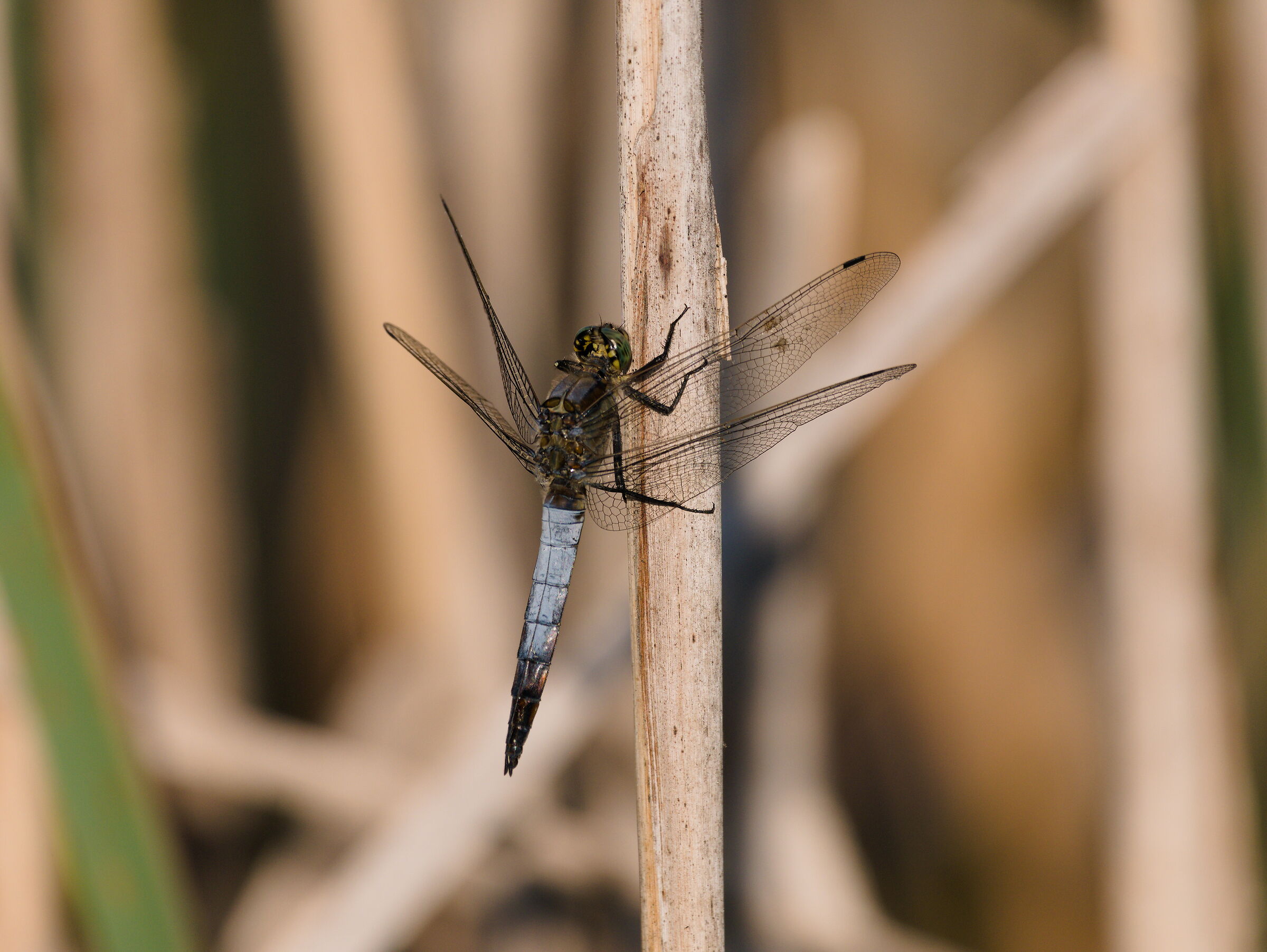 Libellula (orthetrum cancellatum)