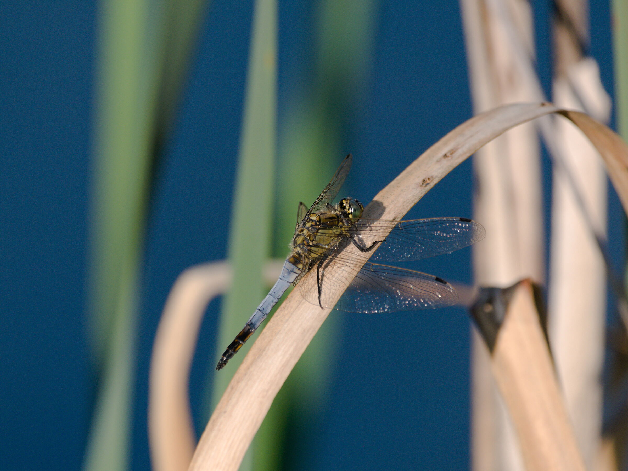 Libellula (orthetrum cancellatum)